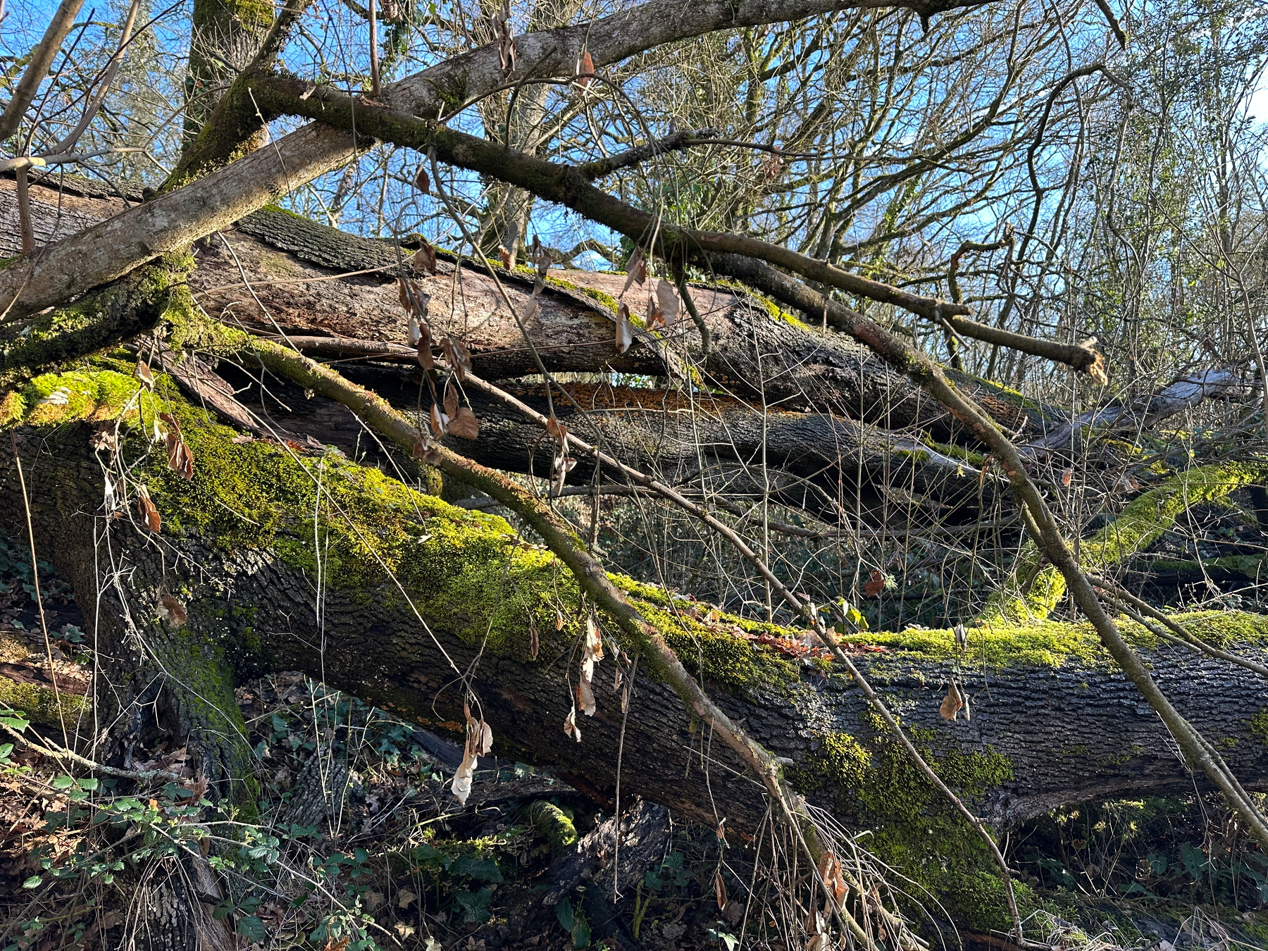 Big Storms and Downed Trees