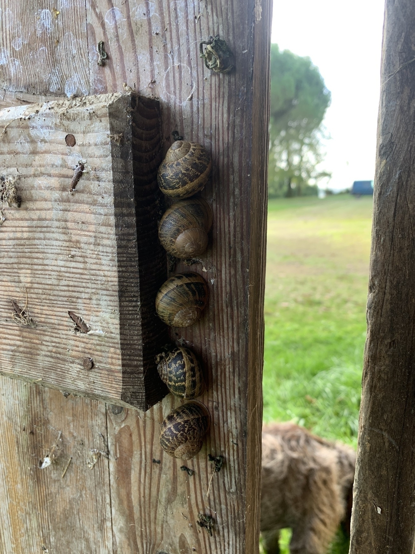 Hibernating Snails