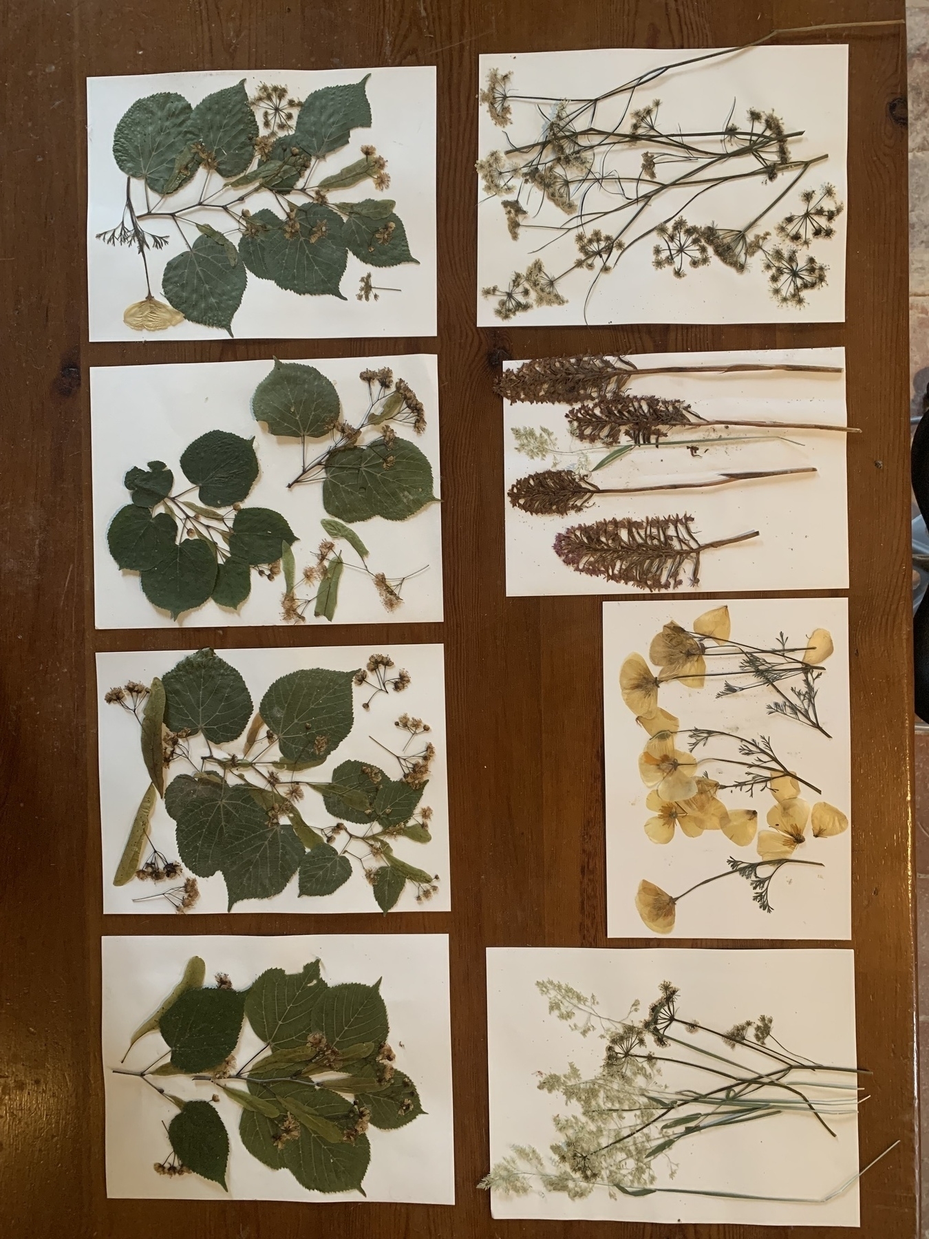 The Pressed Flower Project
