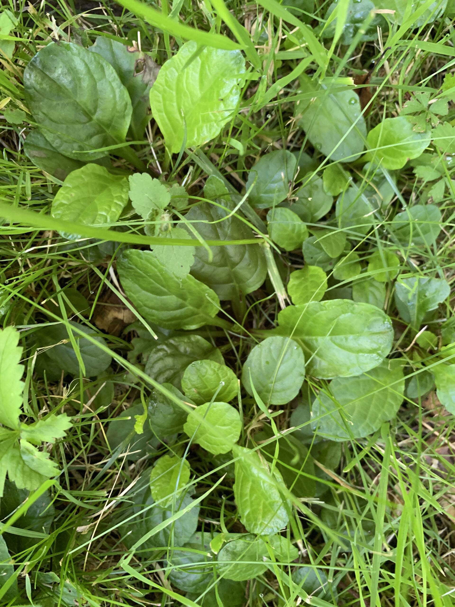 Ajuga reptans — Carpenter's Herb