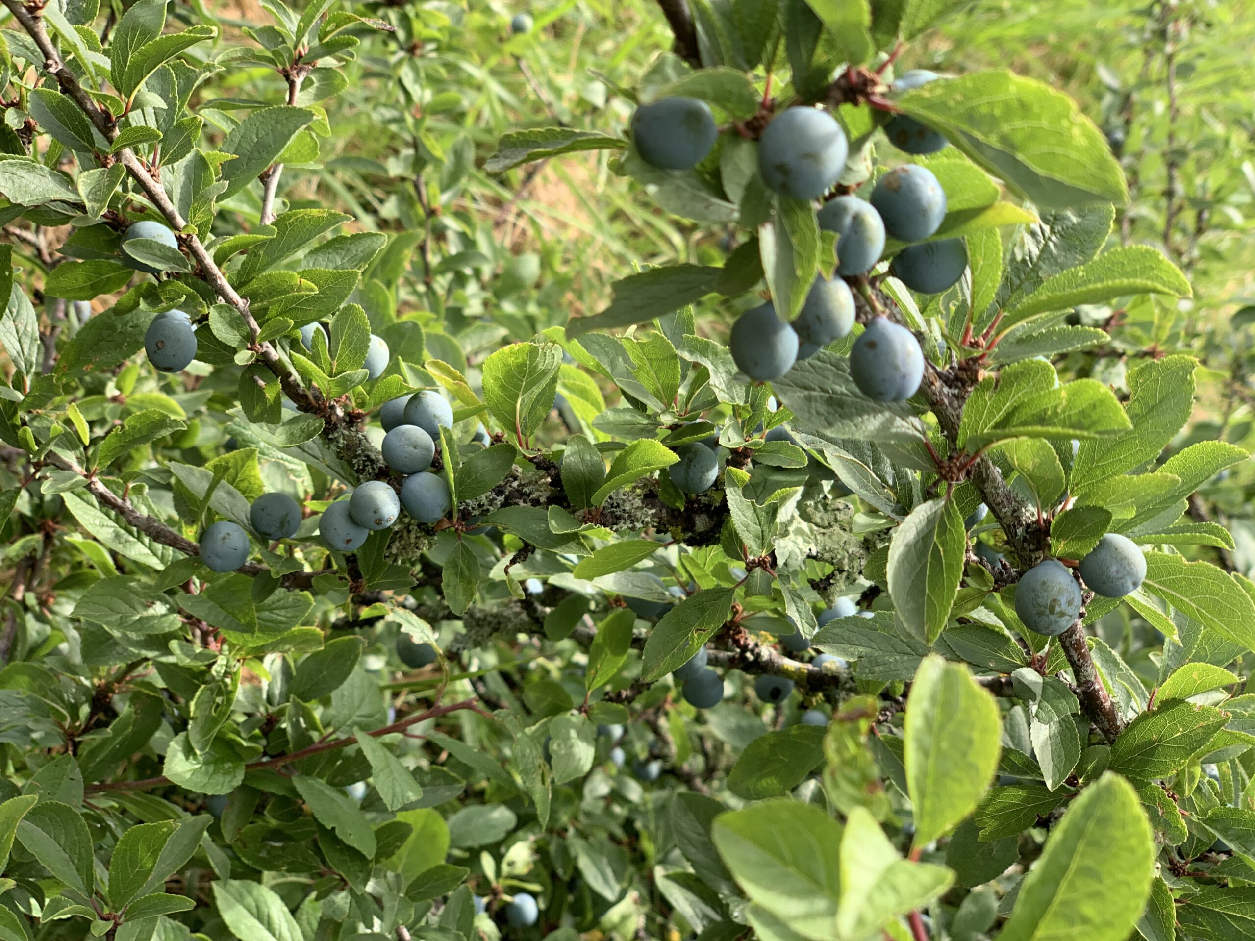 Blackthorn — Prunus spinosa (Sloe)