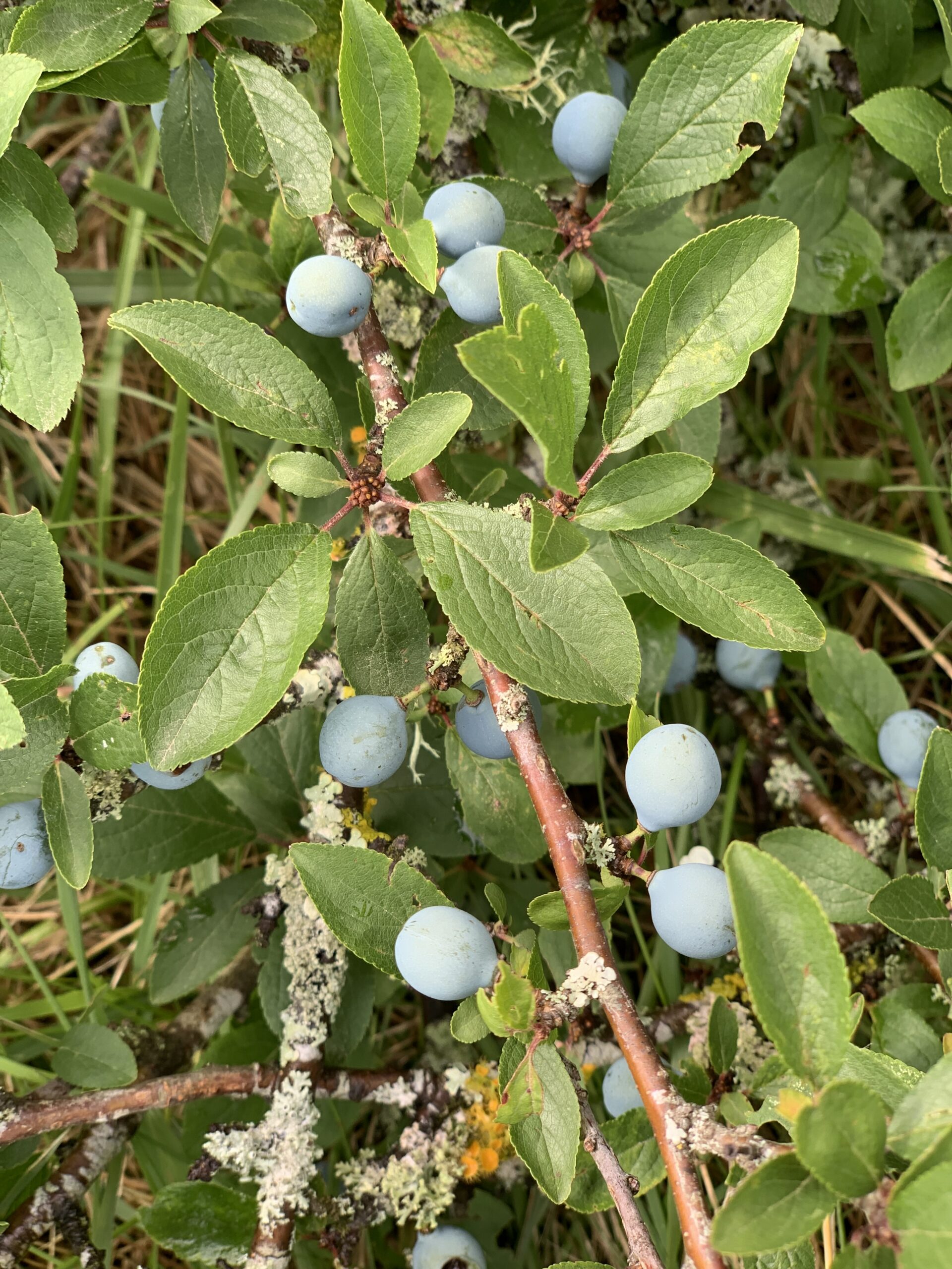 Blackthorn — Prunus spinosa (Sloe)