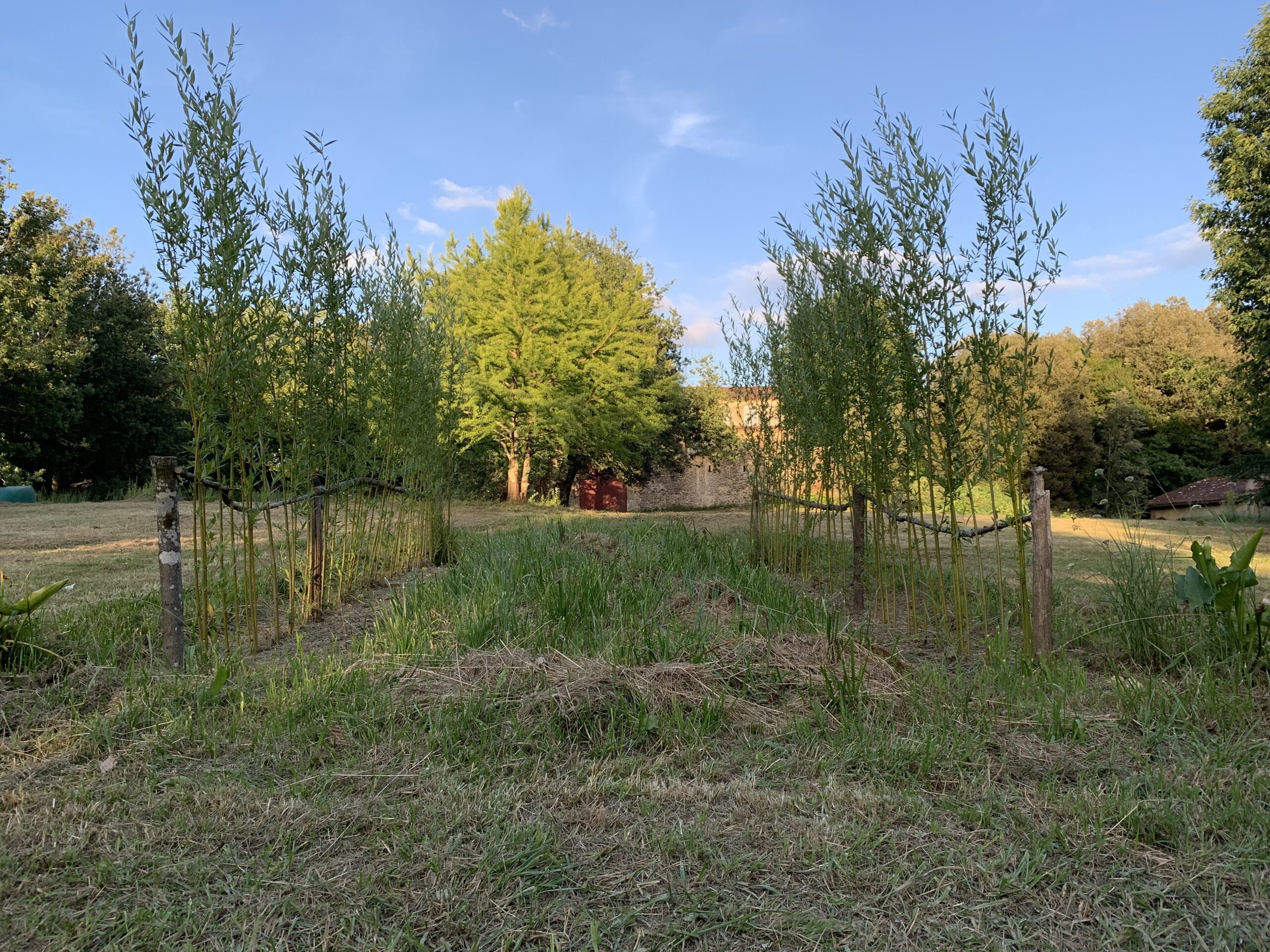 The willow walk