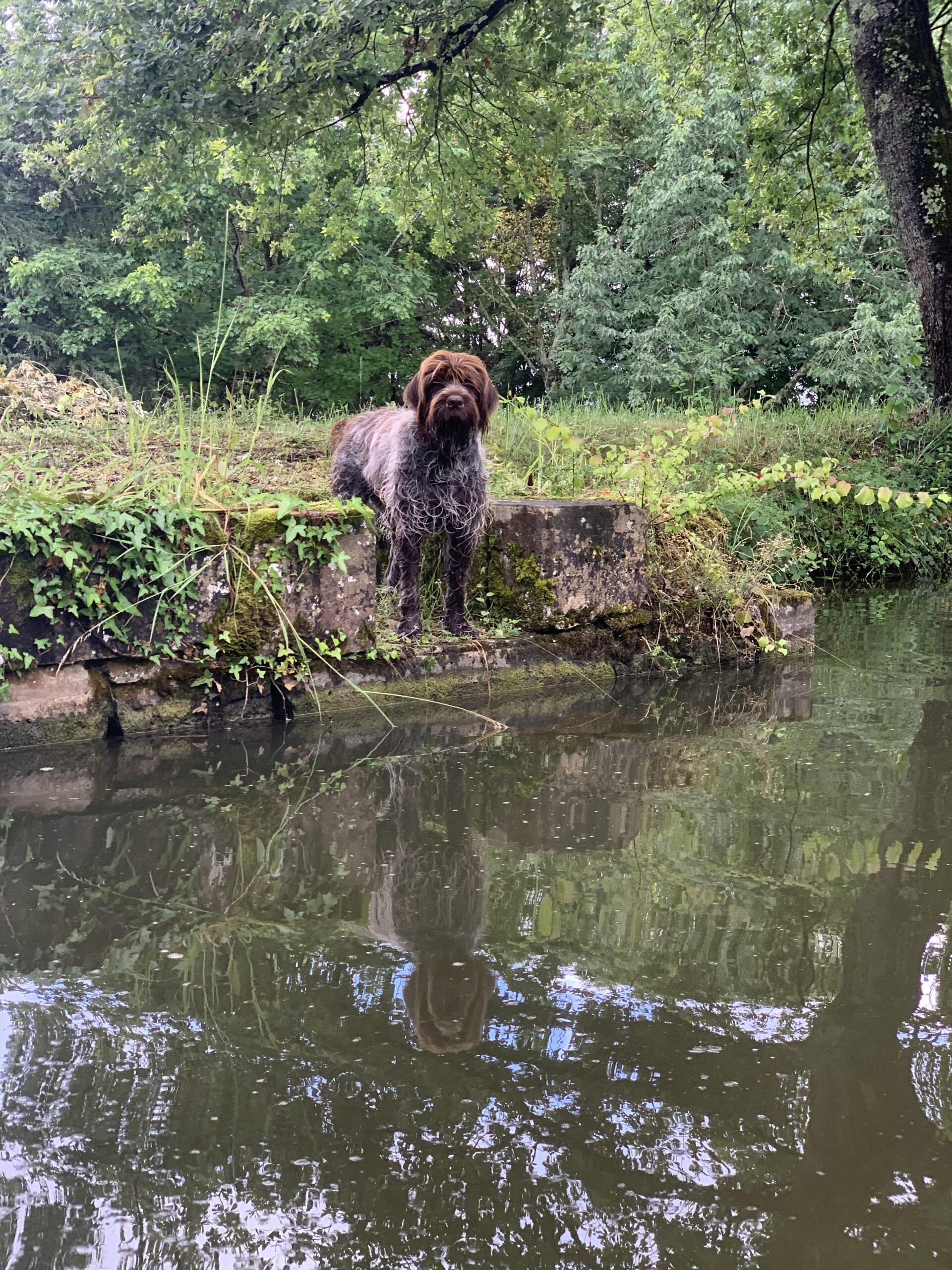 The old well and Griffon the dog