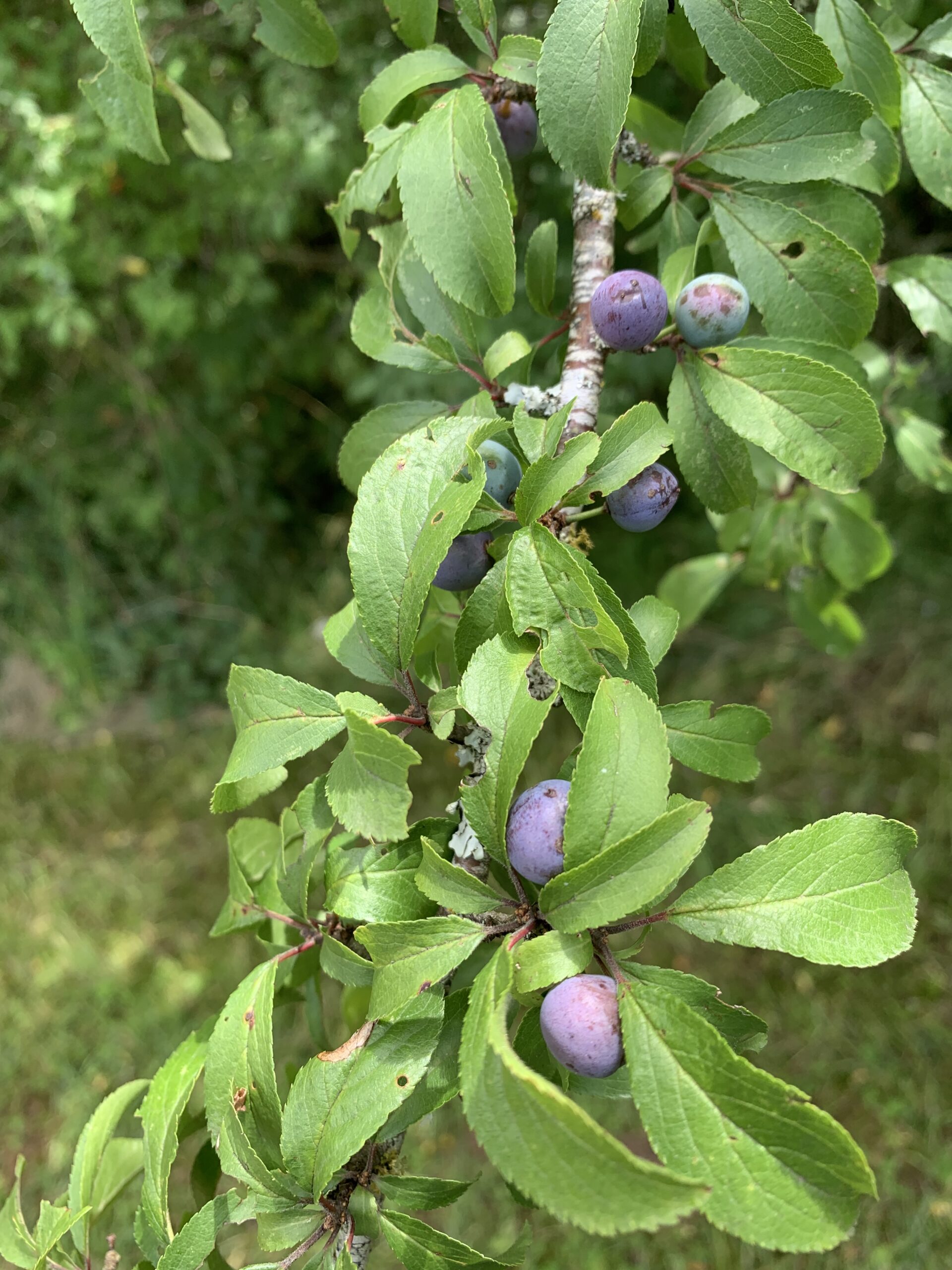 Blackthorn — Prunus spinosa (Sloe)