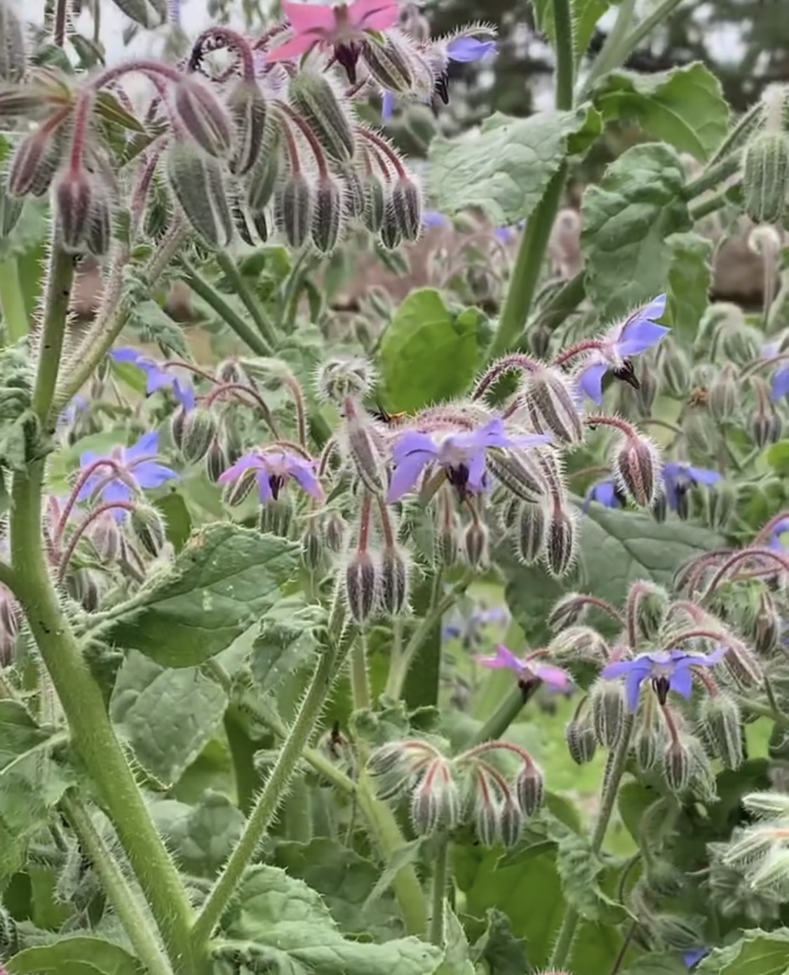 Borage — Borago officinalis
