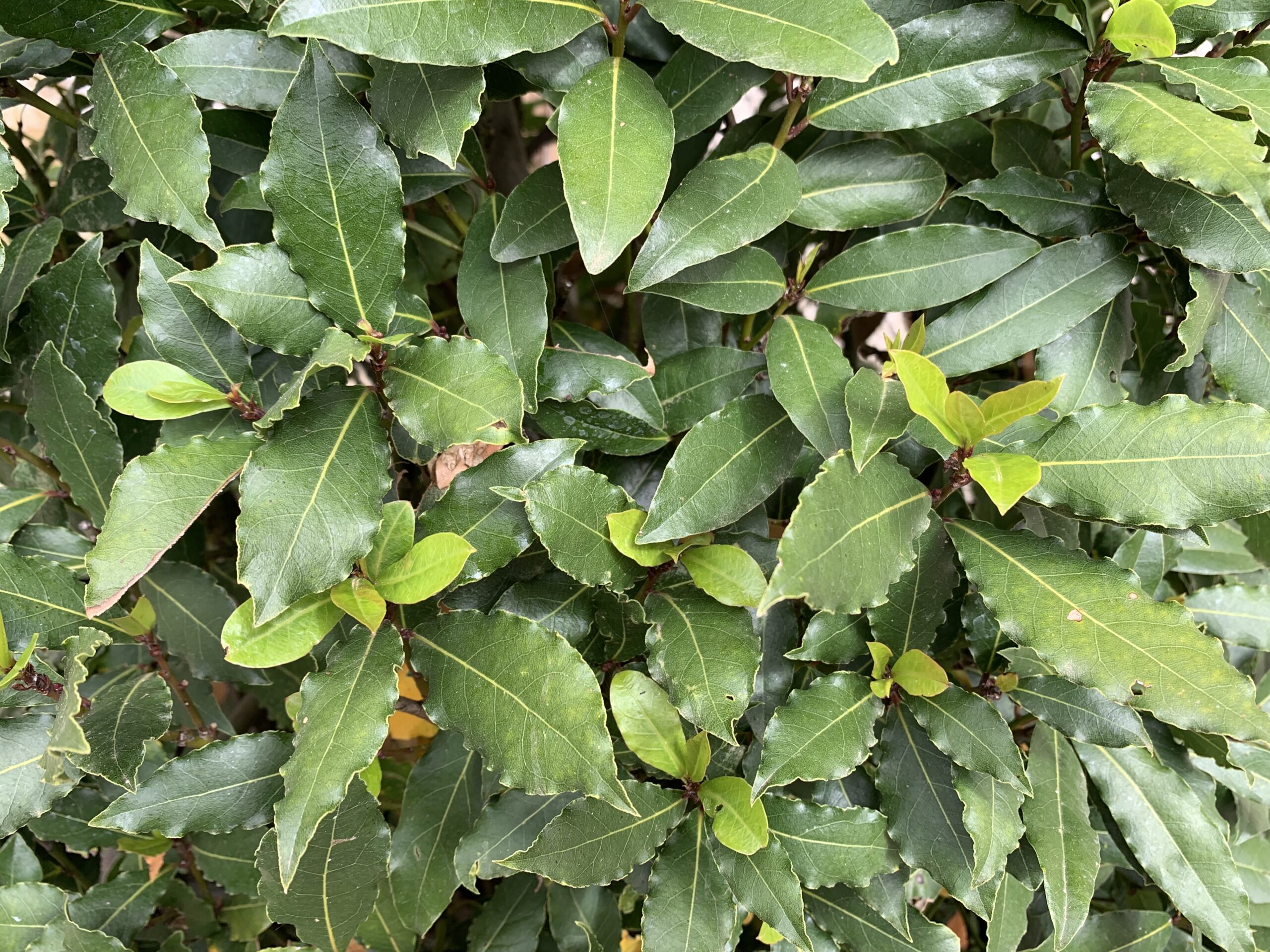 Bay Laurel — Laurus nobilis