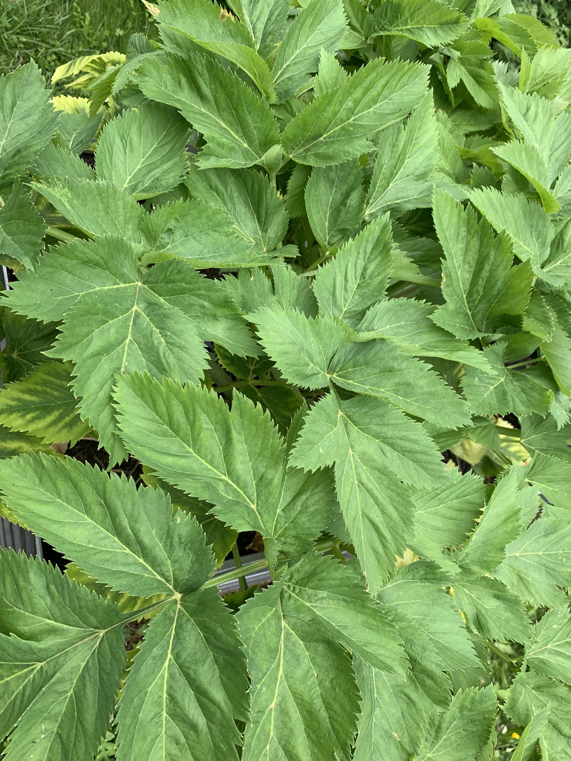 Angelica — The Great Healer