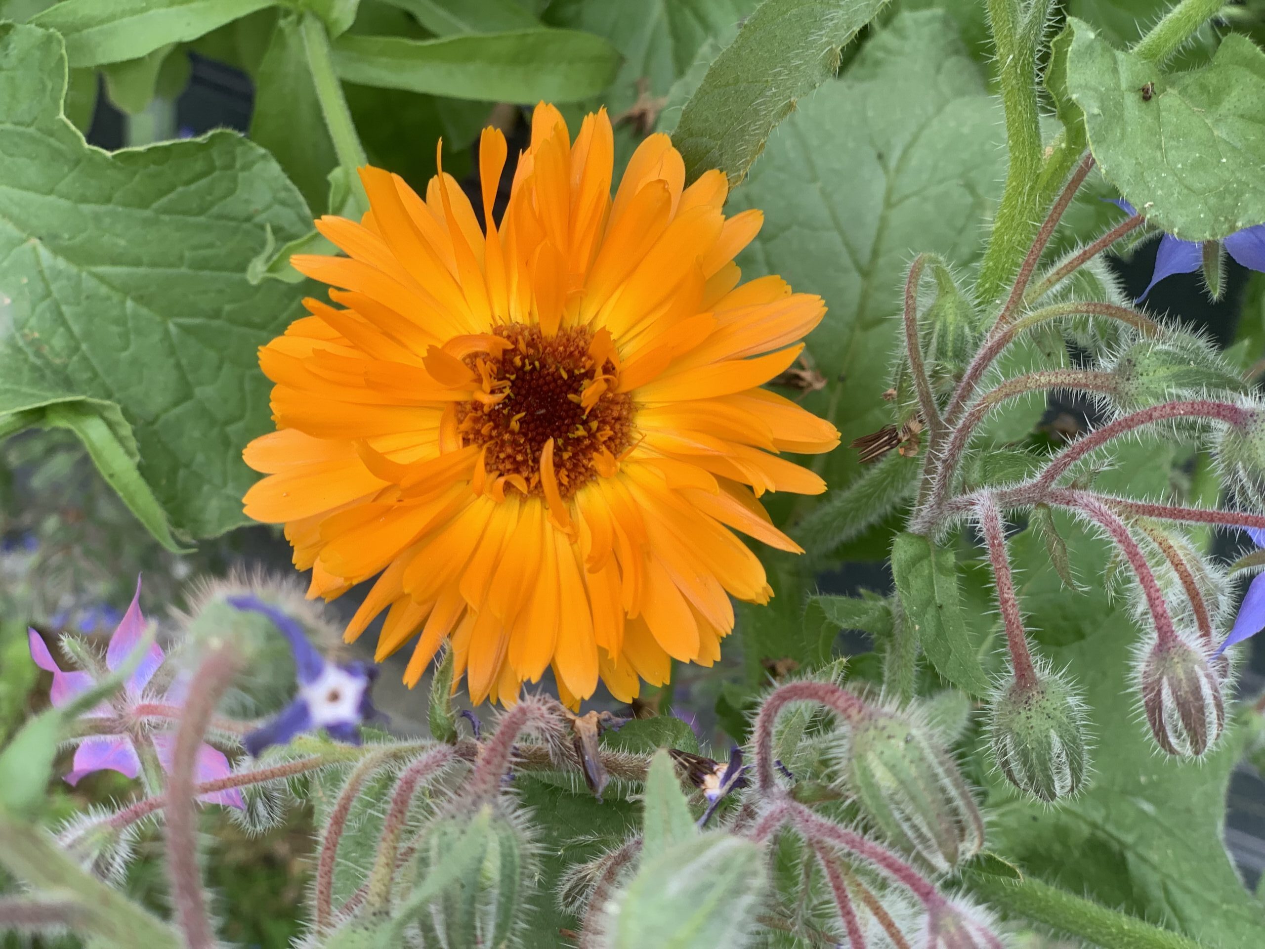 Calendula — Pot Marigold