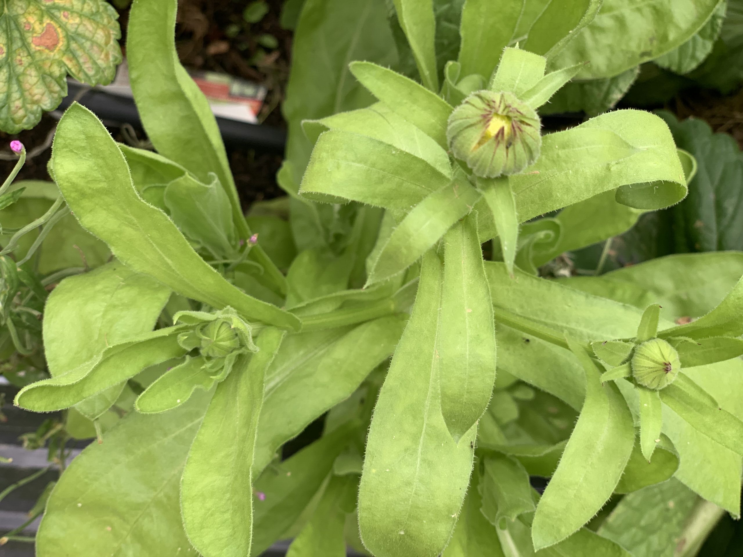 Calendula — Pot Marigold