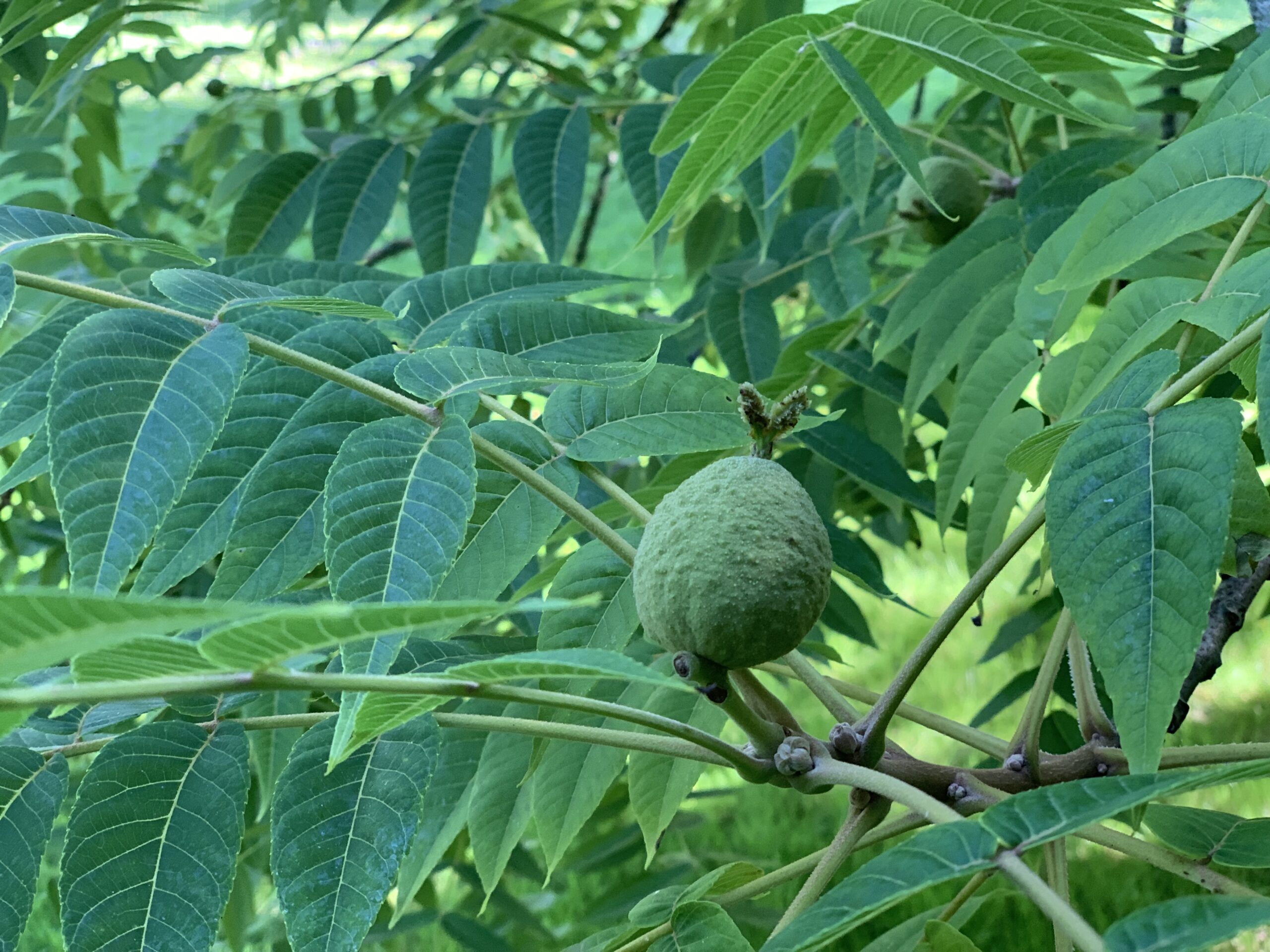 Black Walnut — Juglans nigra