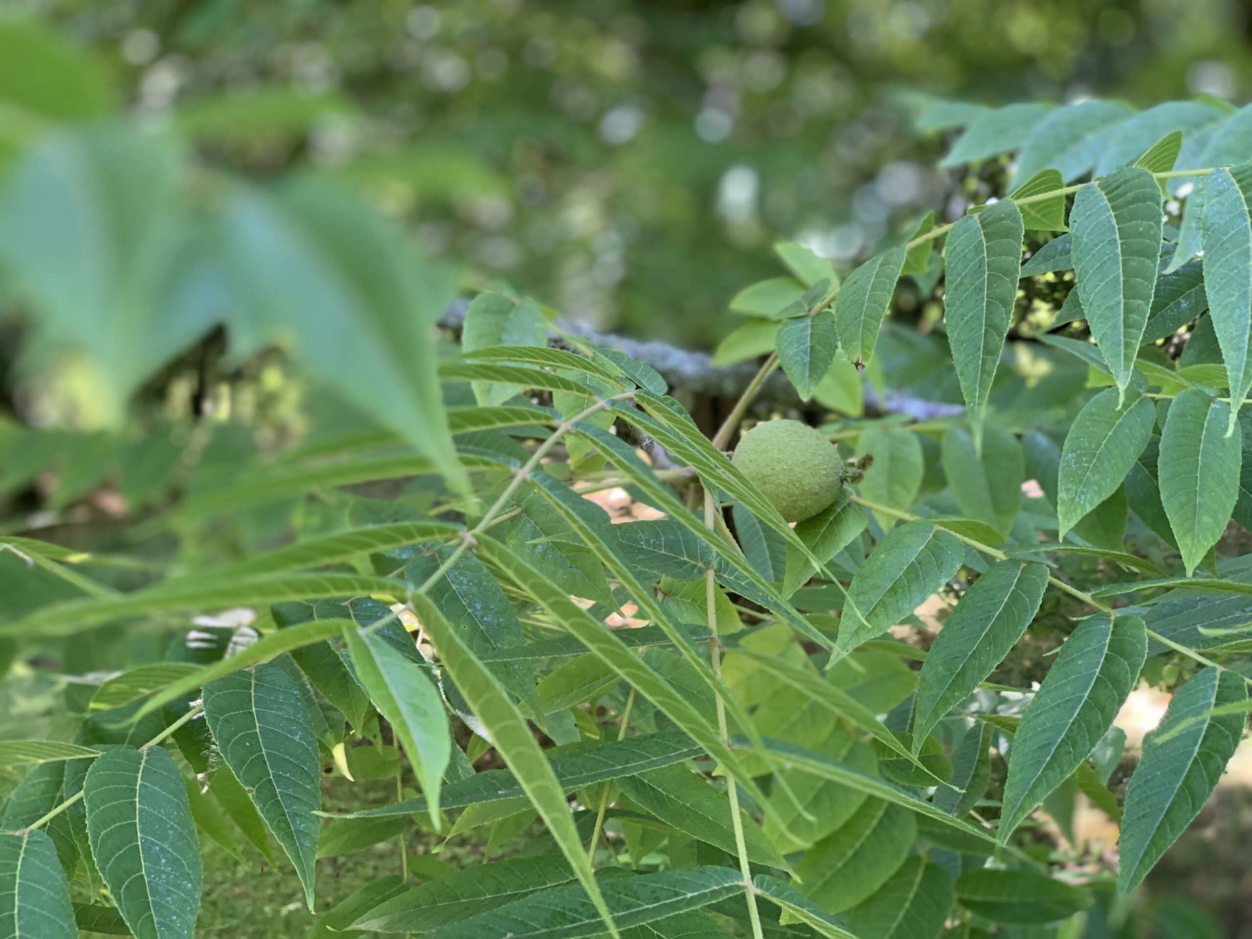 Black Walnut — Juglans nigra