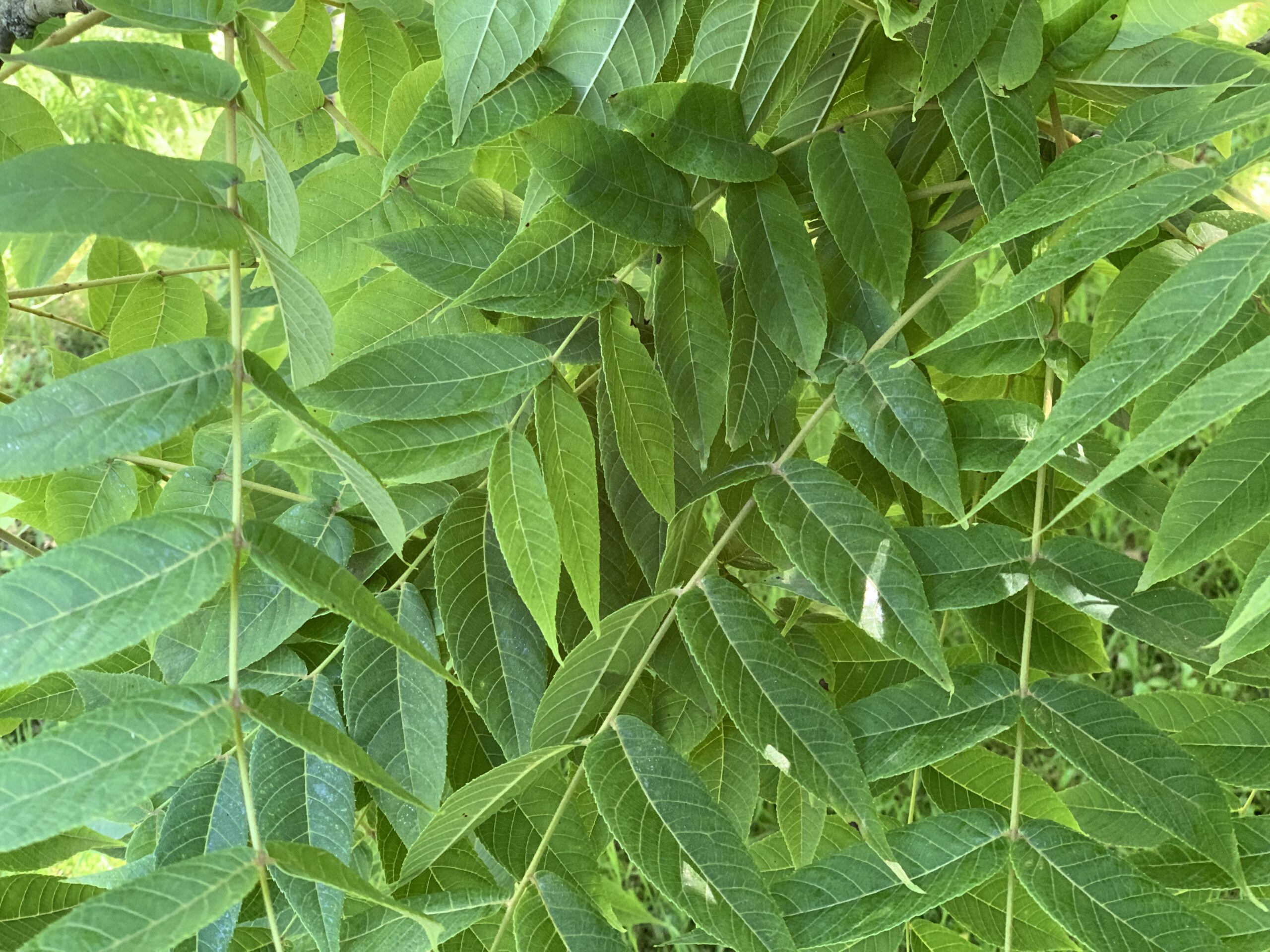 Black Walnut — Juglans nigra