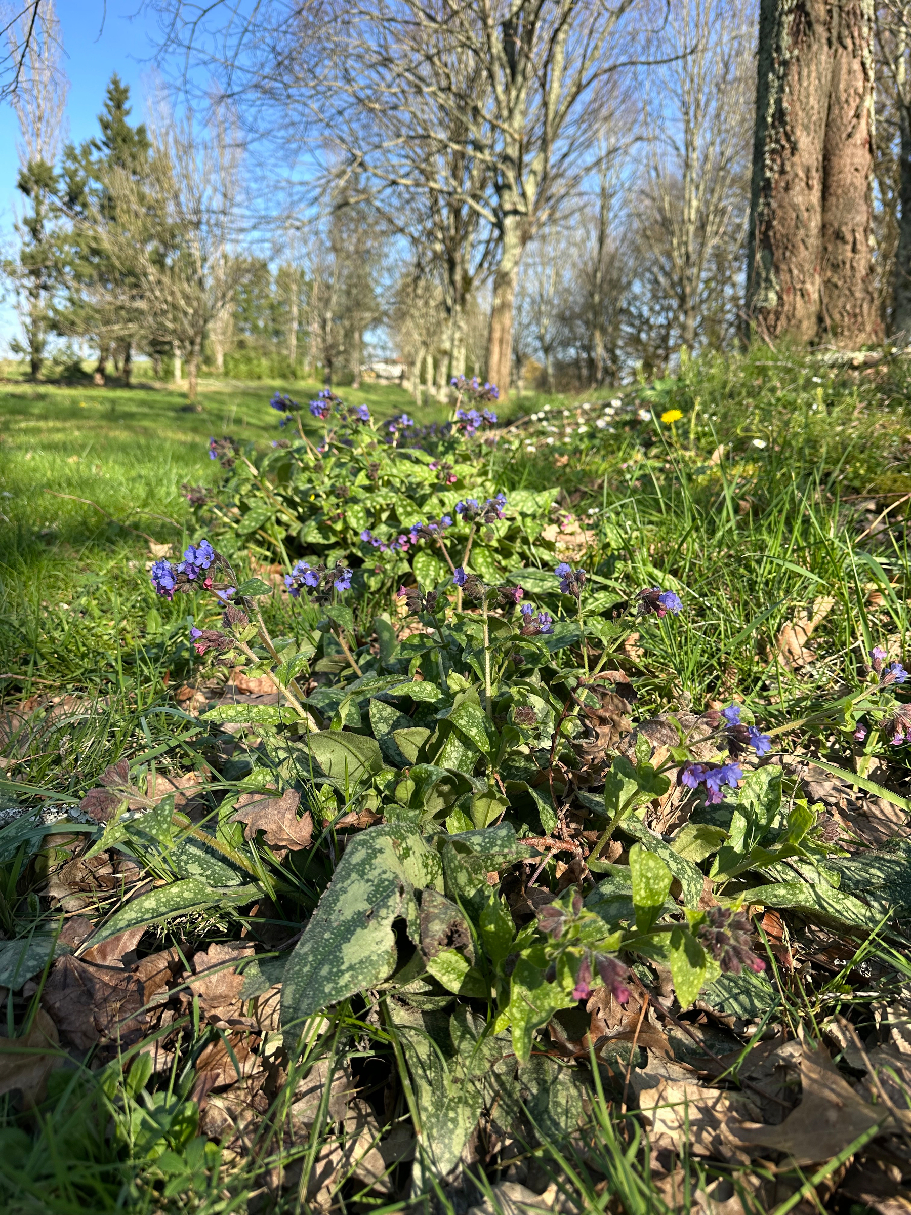 Spring Springing
