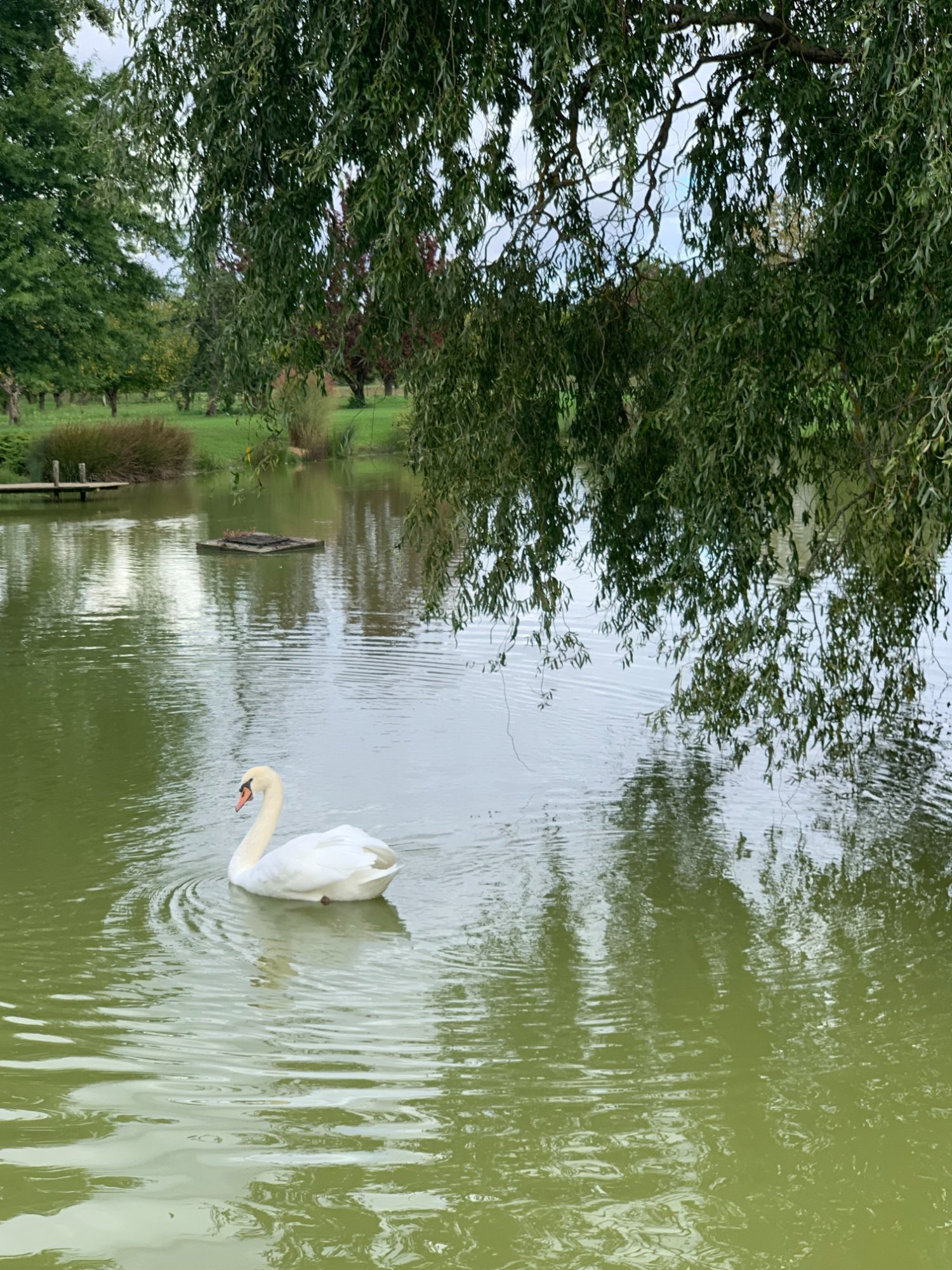 Swan at Jardins de Coursiana