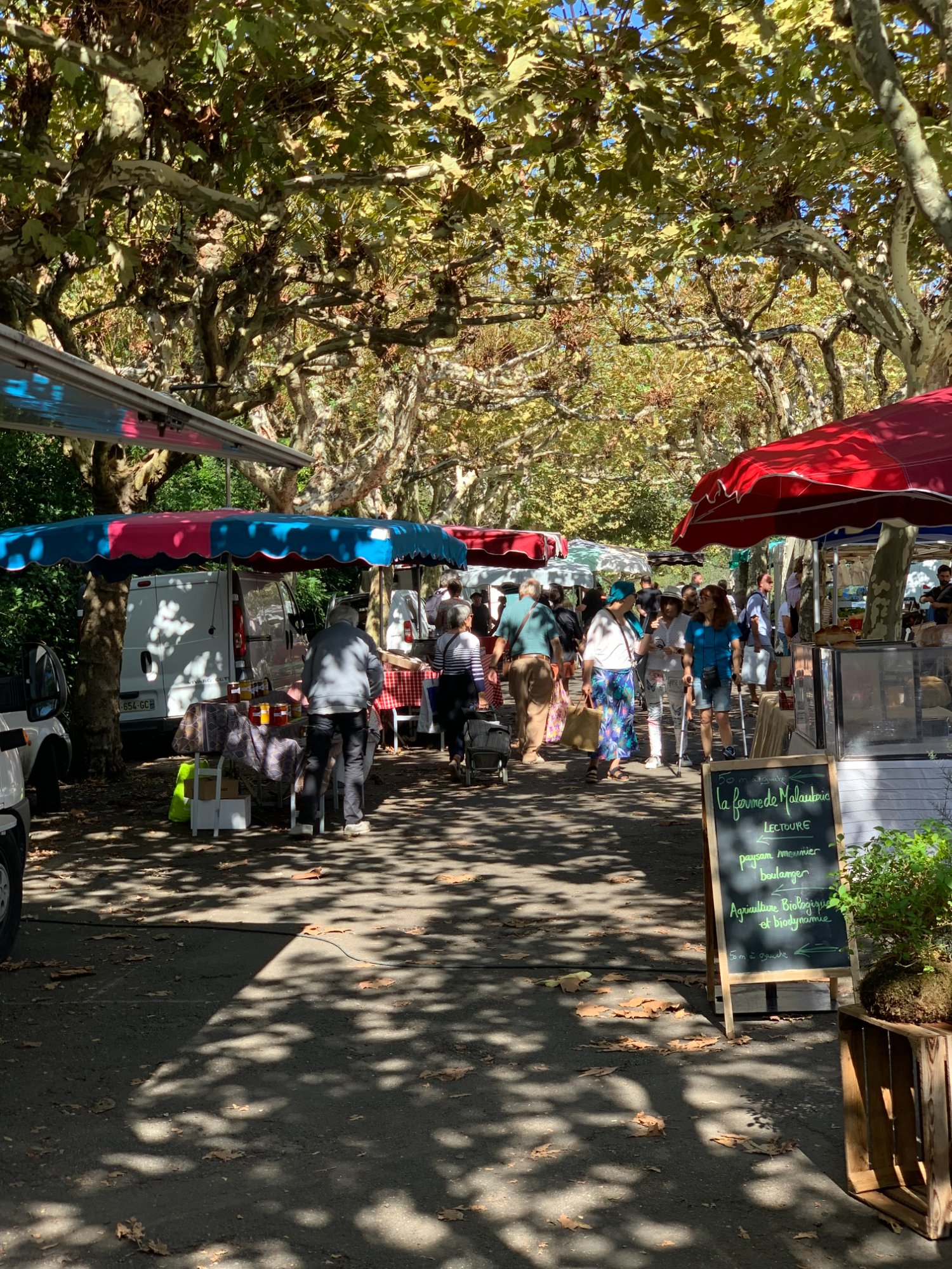 Eauze market under dappled plane tree shade