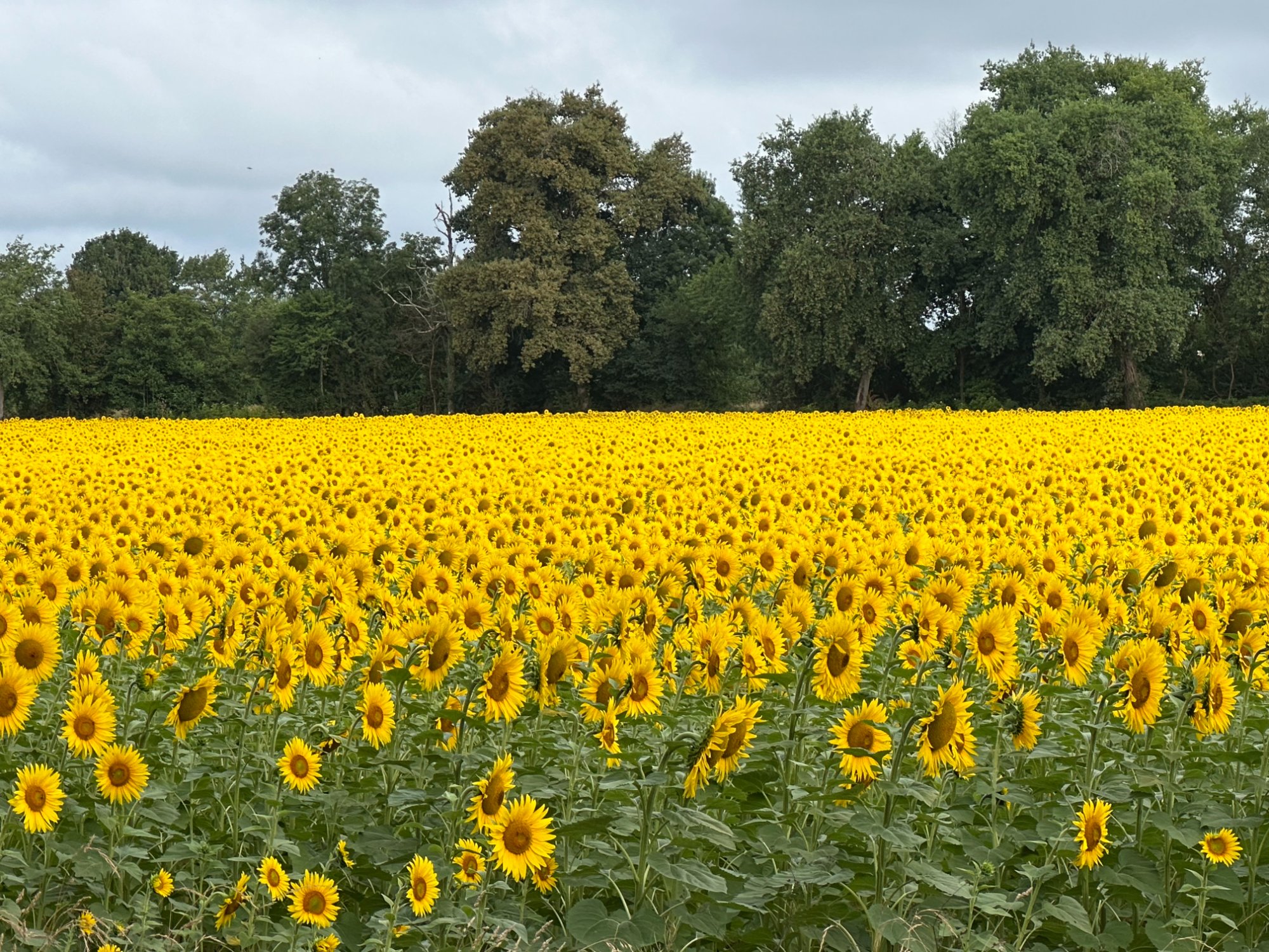 Sunflower fields of the Gers