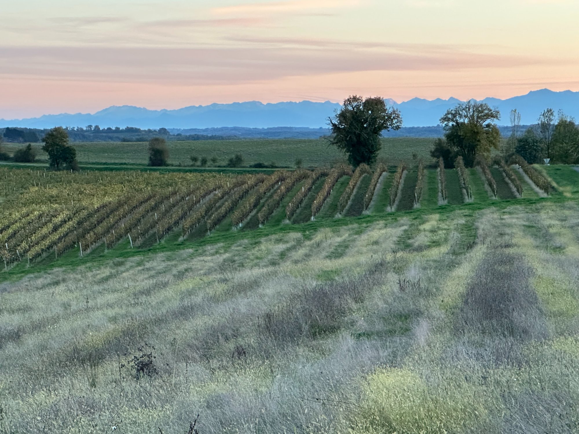 Vineyard at sunset with the Pyrénées behind
