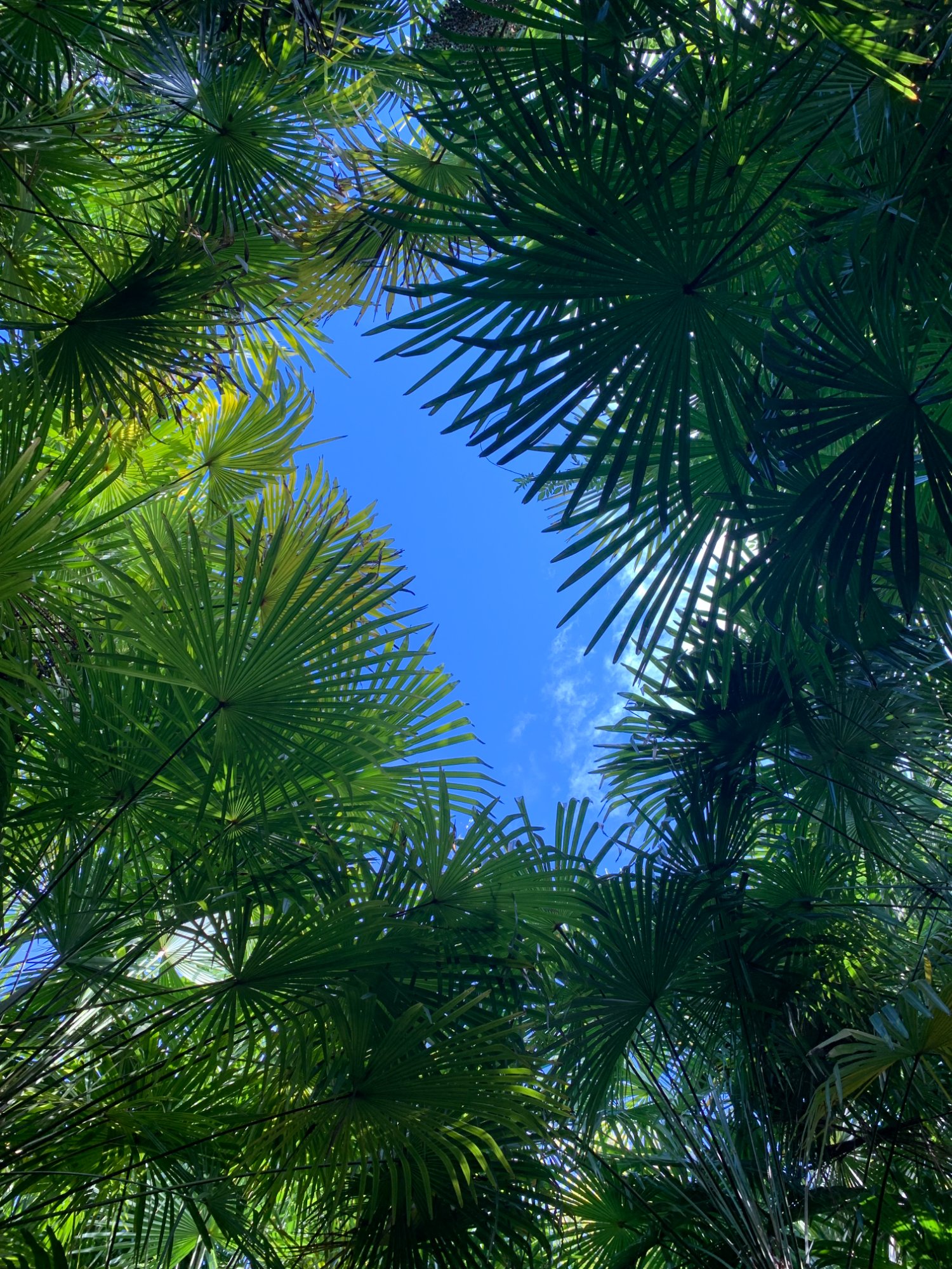 Looking up through palms at Palmeraie du Sarthou