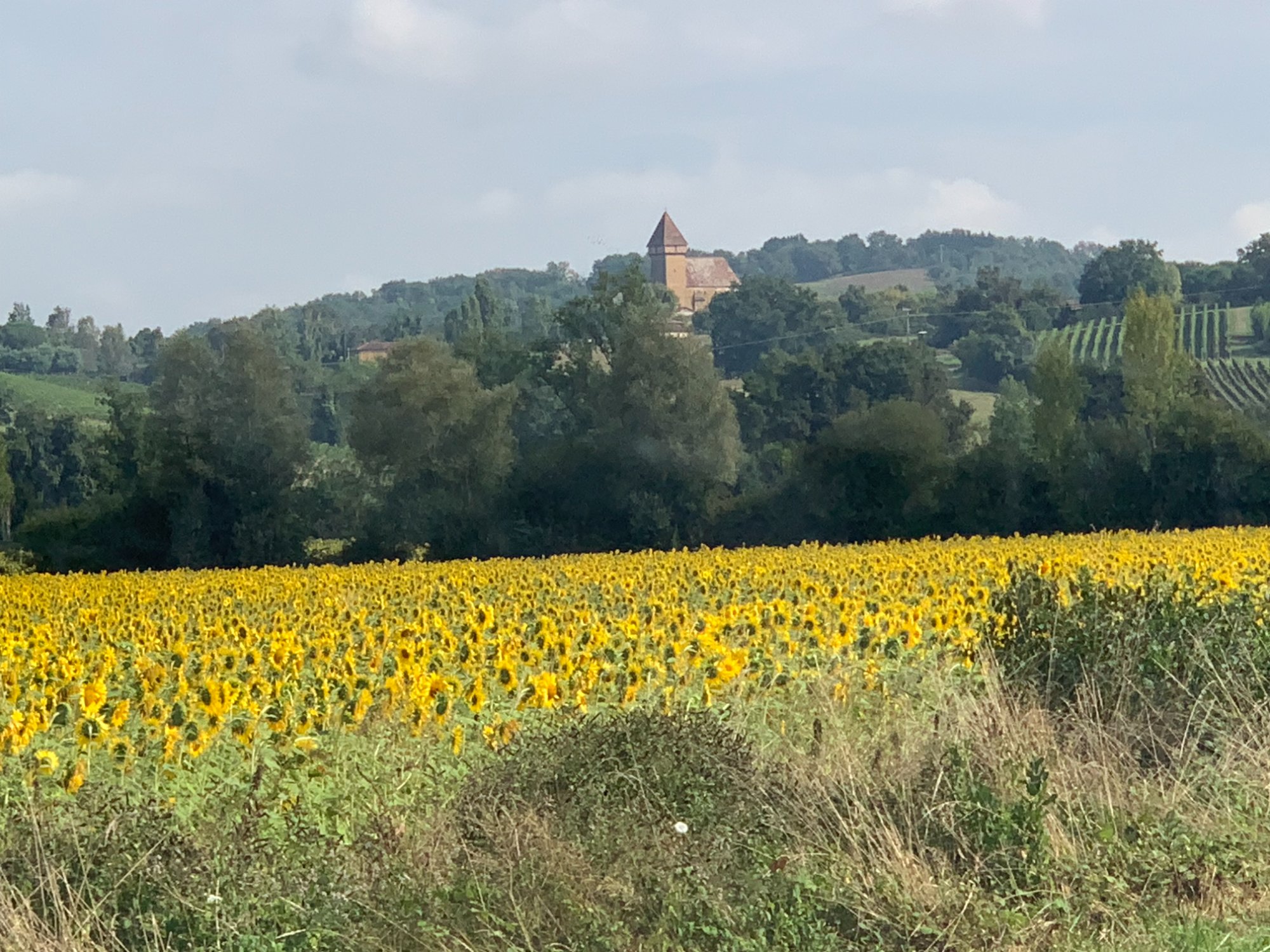 Sunflowers with hilltop church — Gers countryside