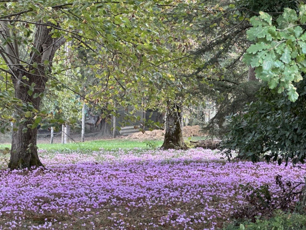 Un tapis de cyclamens sauvages roses en fleur sous les arbres du parc