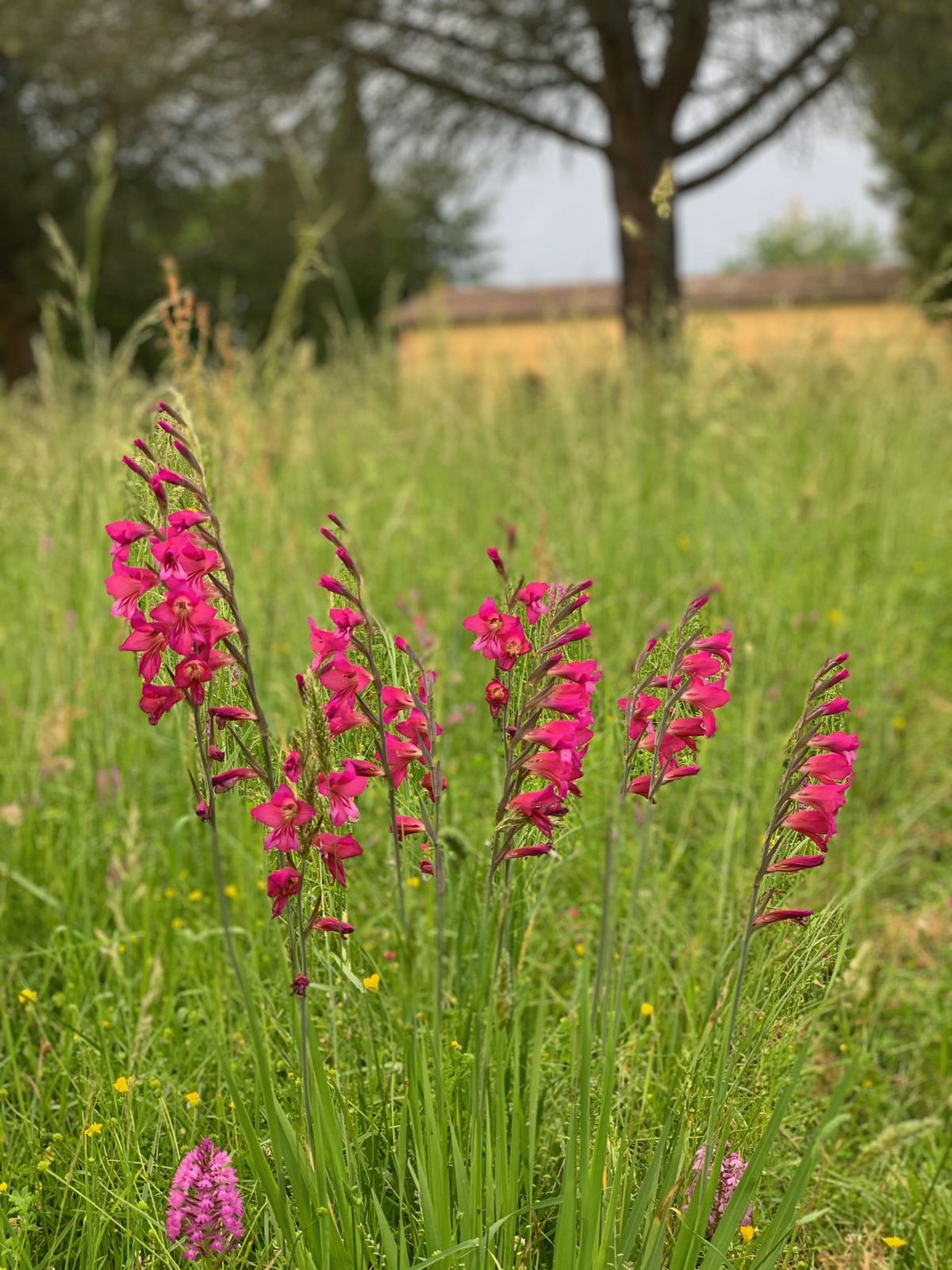 Glaïeul sauvage rose vif en fleur dans une prairie du Gers