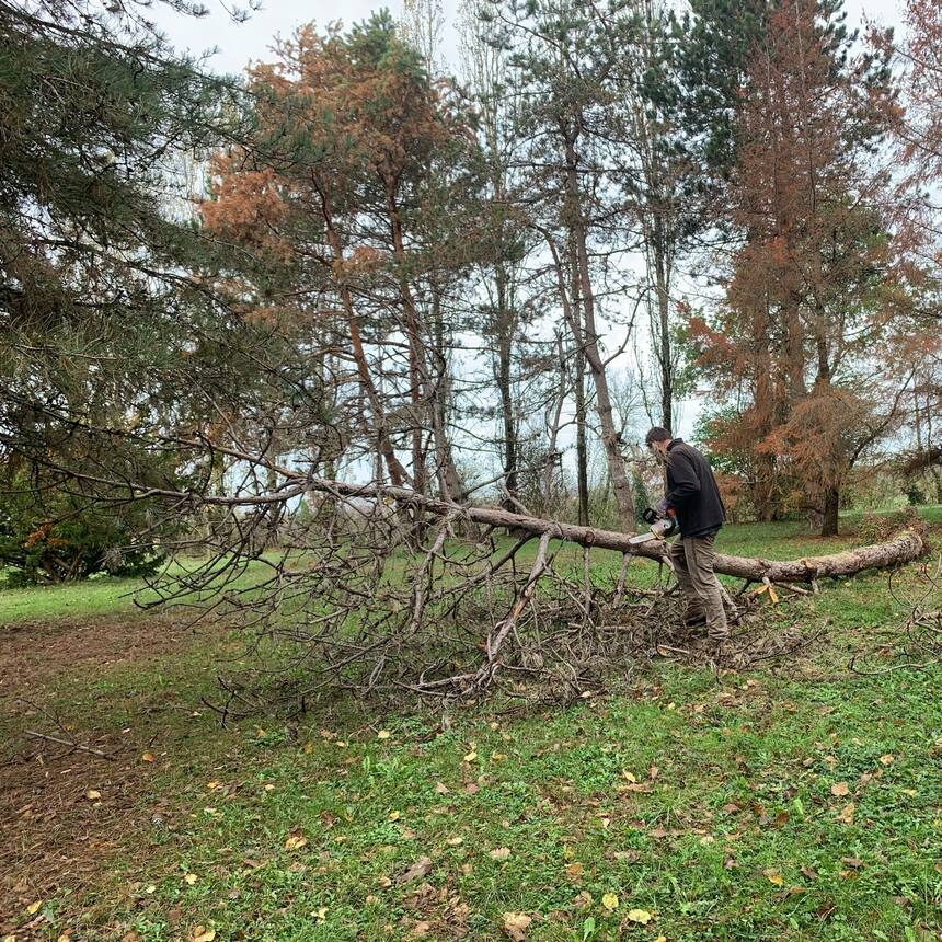 Last weeks storm brought down one of a dozen or more dead trees in the garden. I