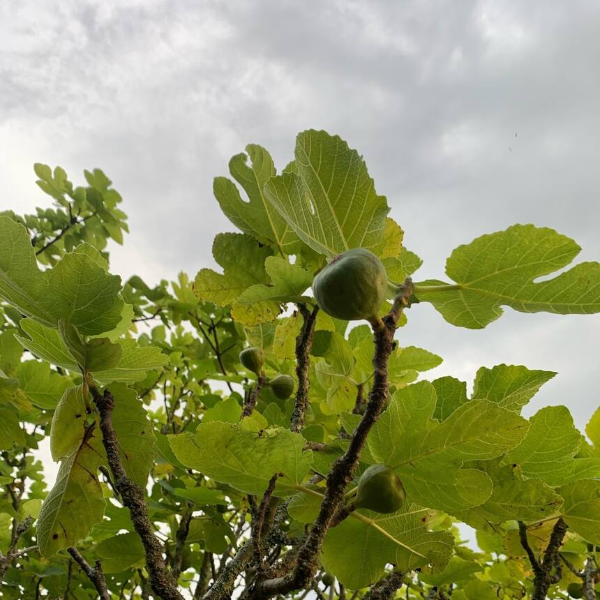 Two big walnut trees, two apple, two fig and two olive, all loaded with the prom