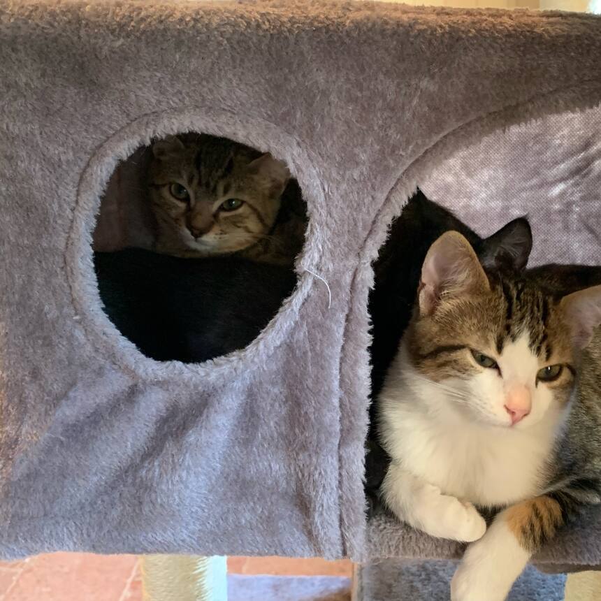 The three new kittens. 🥰