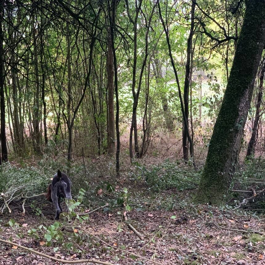 Clearing the brush from another little woodland beside the orangery.
