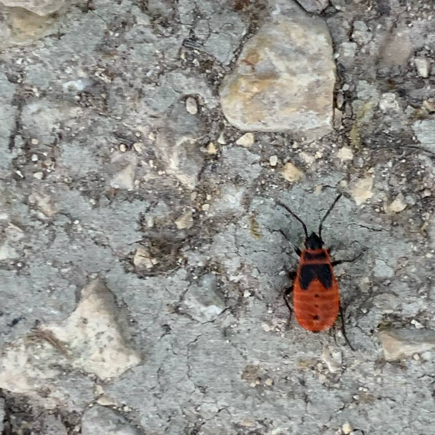 European firebugs. Not dangerous or damaging to plants or animals, and kind of
