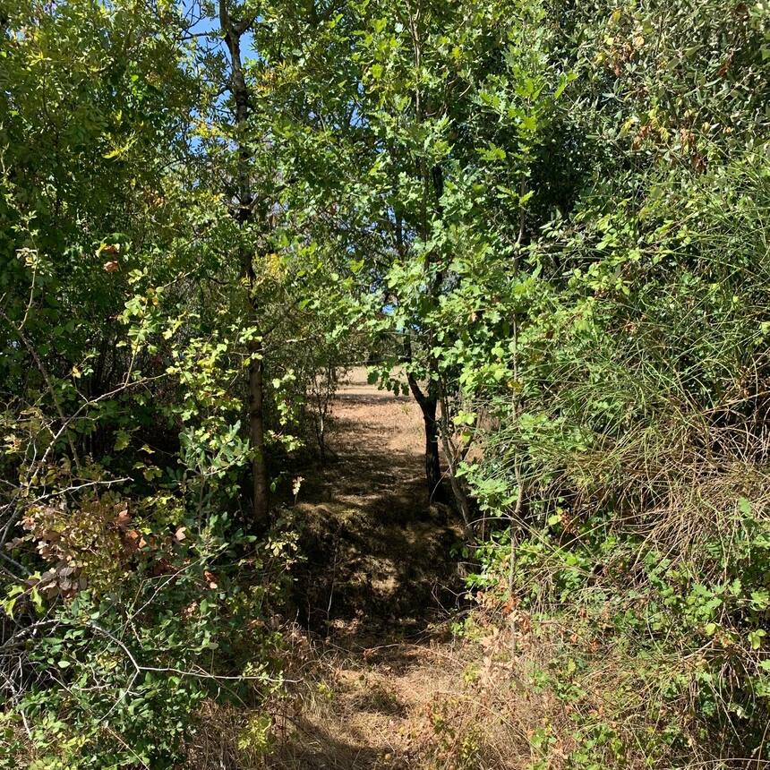 From the outside of the woods, we snuck into a new part, by crawling through an 