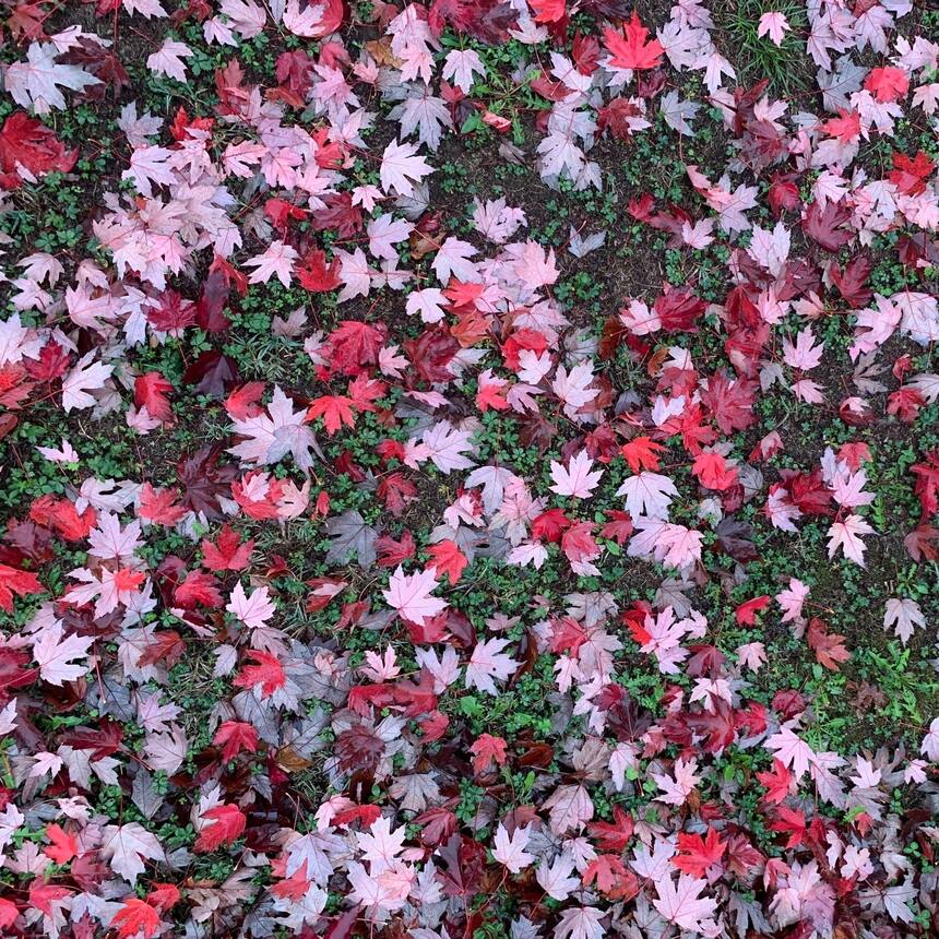 The storms this week are likely to bring down the last of the beautiful autumn l