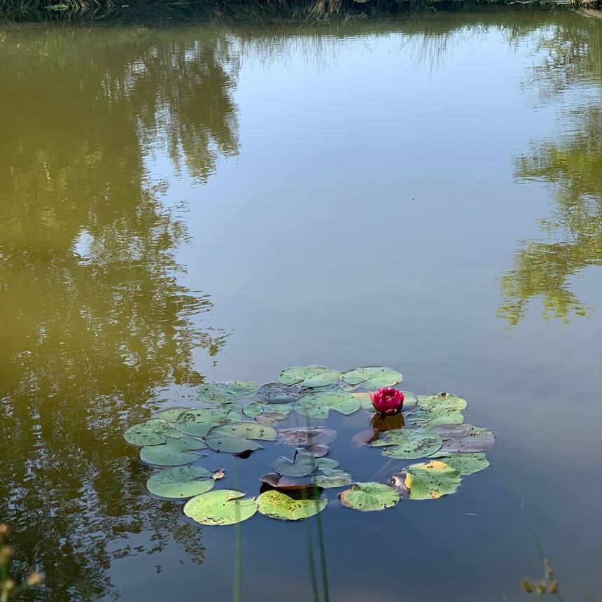 One of the new water lilies is flowering, and the lawn is golden with dandelions