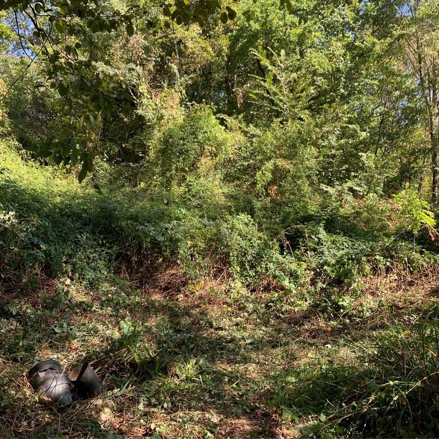 There is an area in the woods with no trees. It is about 100ft square and filled