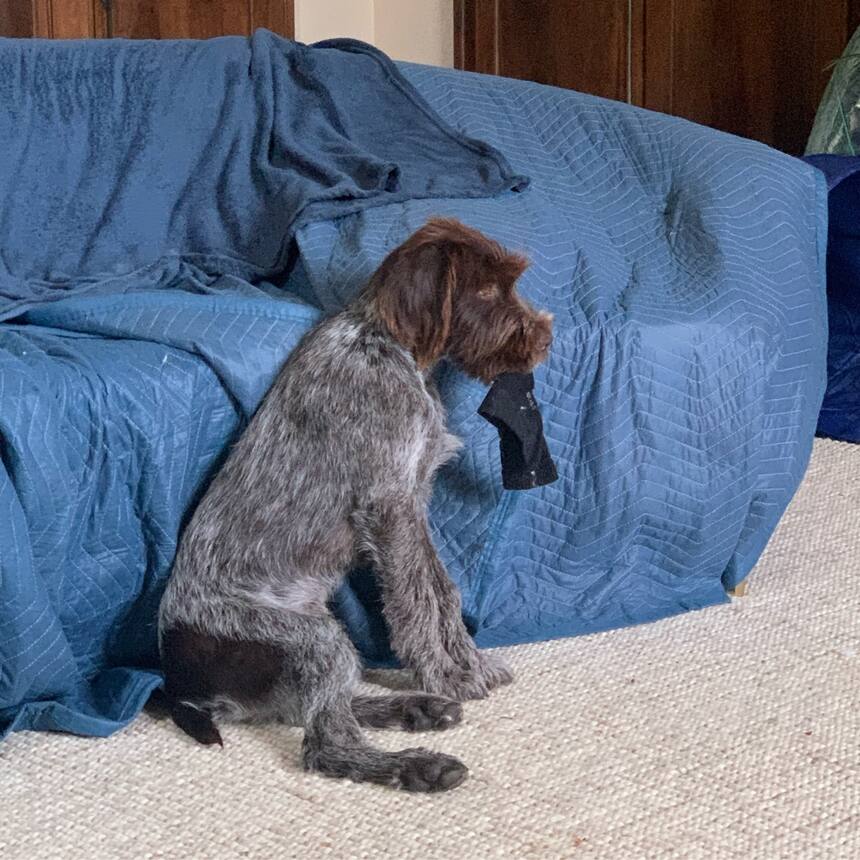 It’s ok. He can have the sock… he already chewed up the matching one anyway.