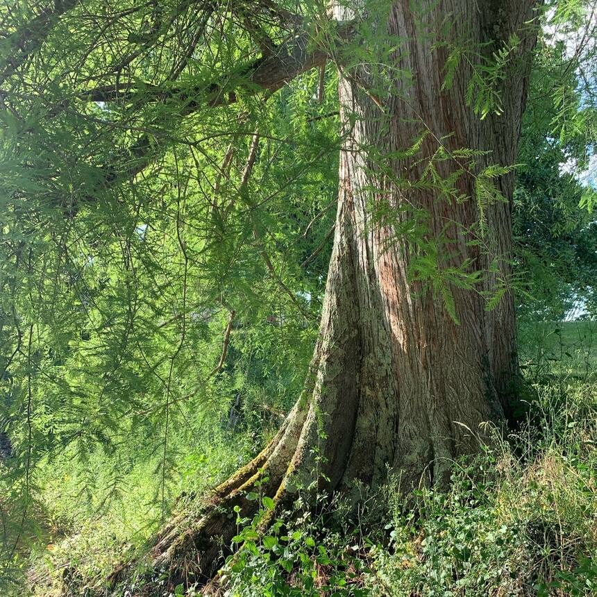 A little tree identification walk this morning with the help of the plant net ap