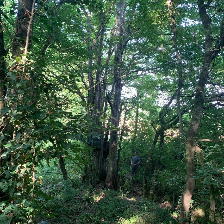 We started the mammoth task of cutting trails through the woodlands. In the proc