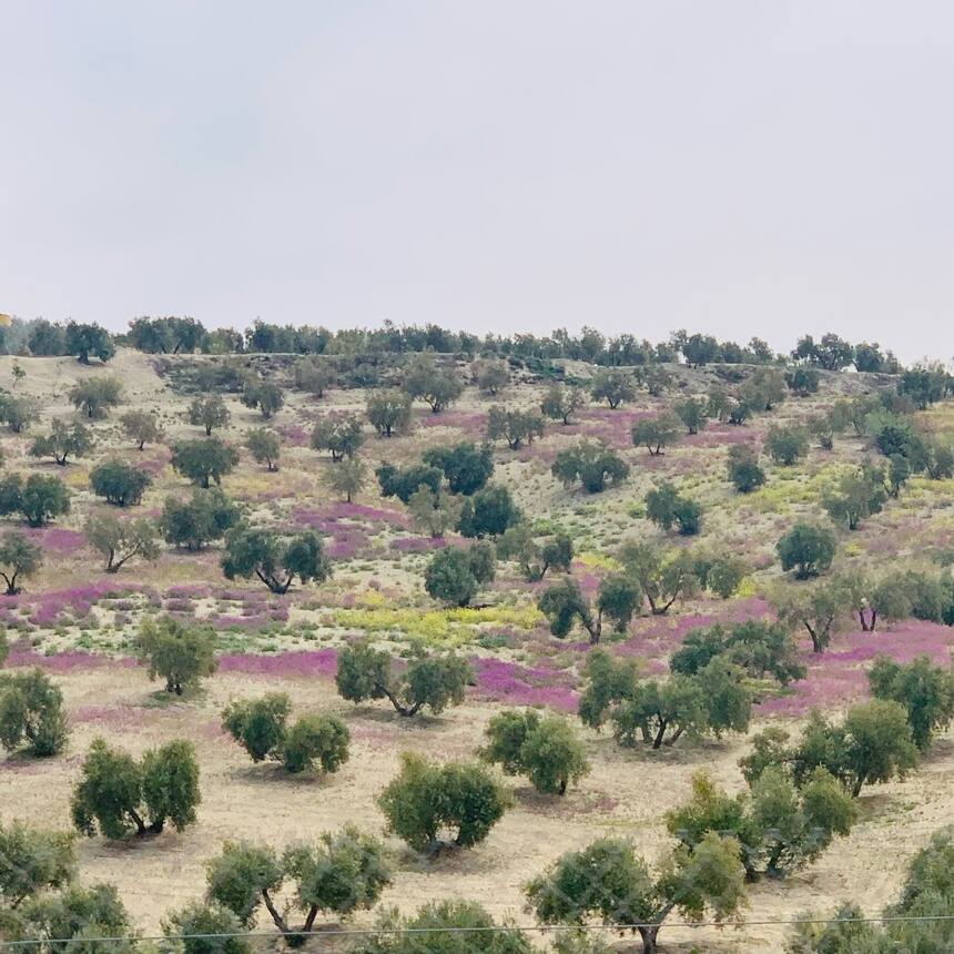 Headed north. Day 1:3
Mile upon mile of olive trees. Ancient gnarled beauty erup