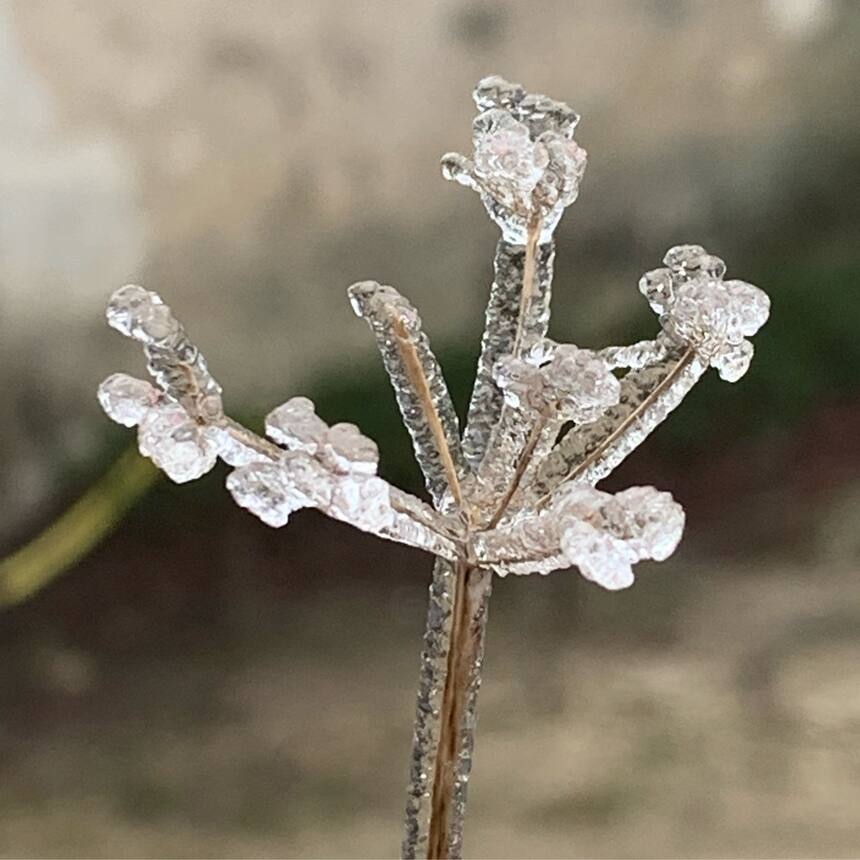 An ice glazed world. Such tender glittery perfection.