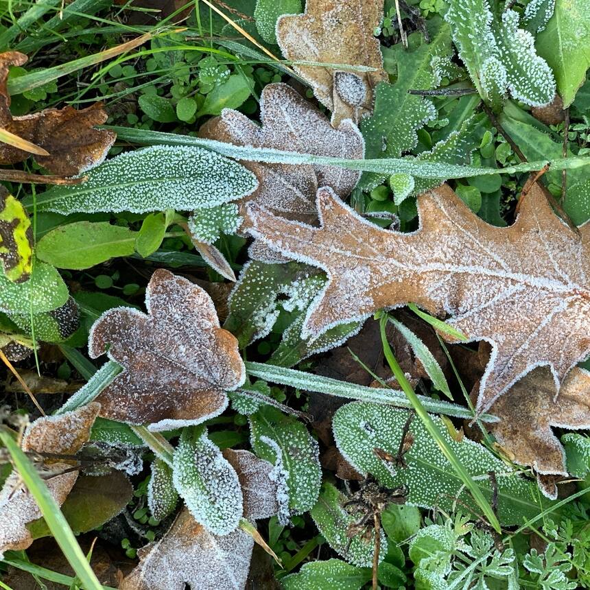 First frost