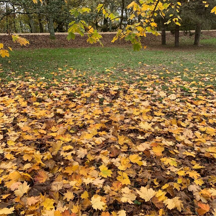 The sugar maple has dropping the last of its leaves.