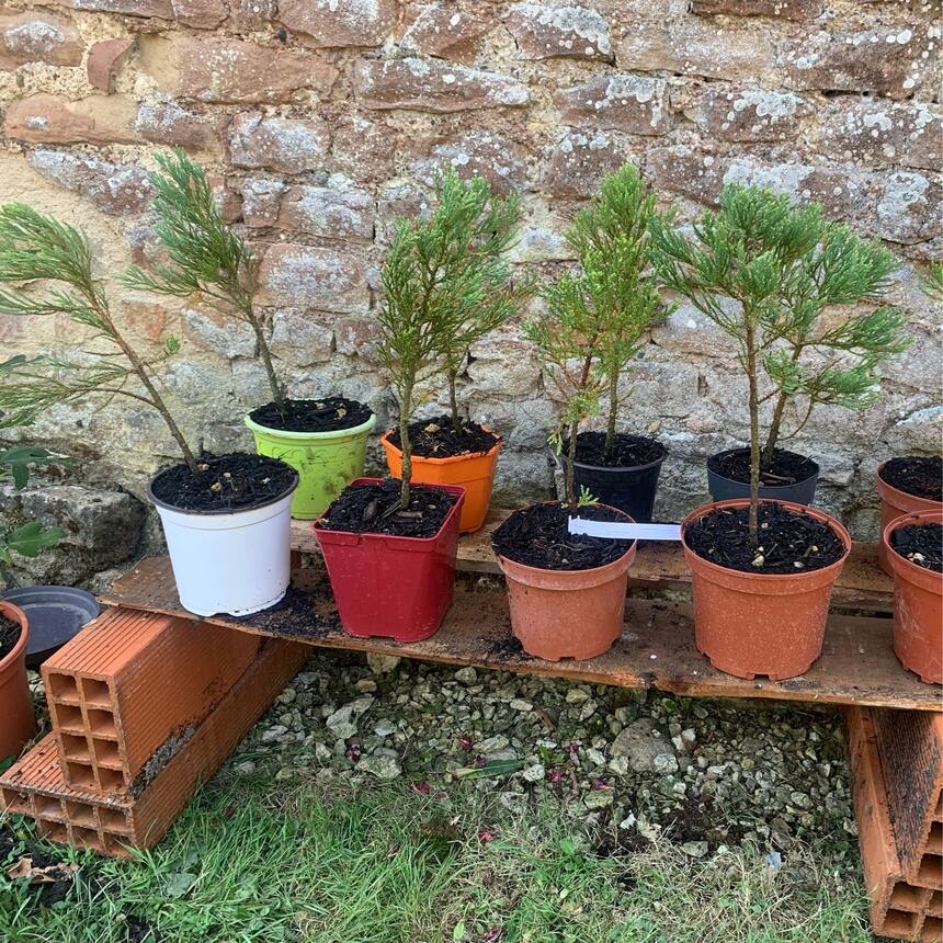 The sequoia nursery: From even before we found the house we knew that we wanted 