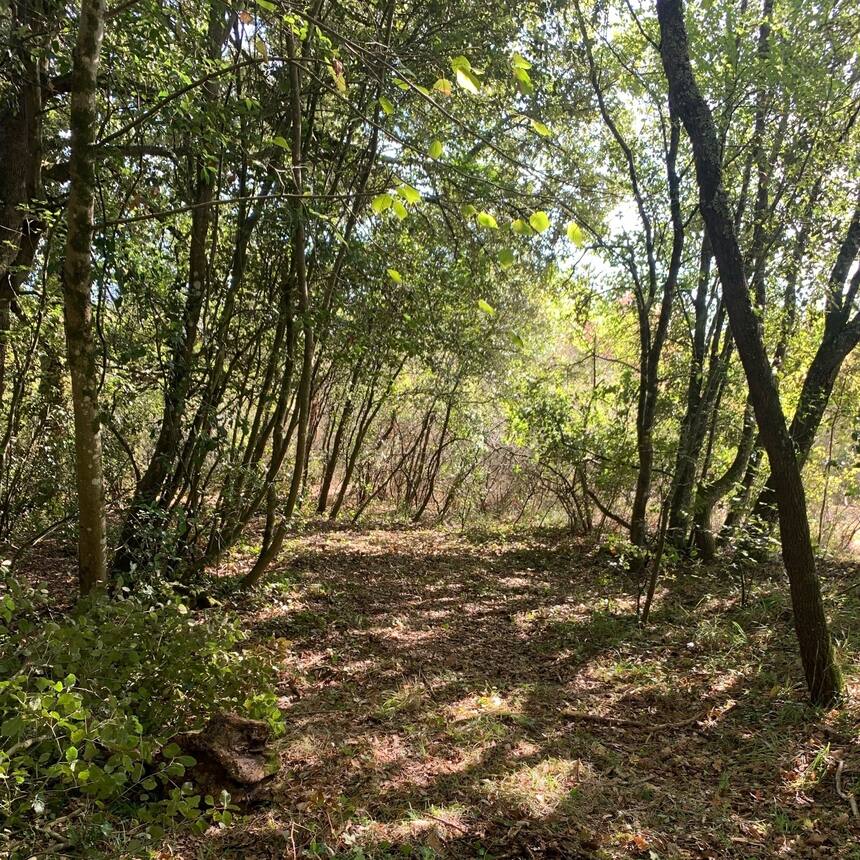 After a lot of work clearing and cleaning, our woodland walks are looking great.