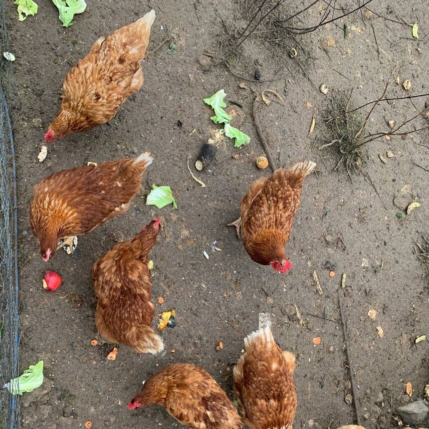 Chickens. The house we have been staying at for the last few months has 9 sweet 