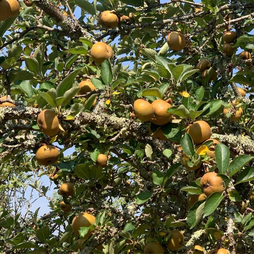 The apples are almost ripe… but not quite. I noticed today that all of the windf