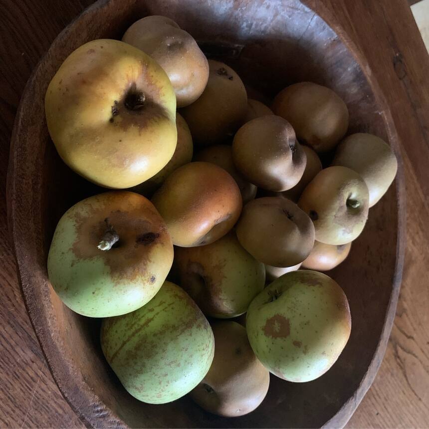 From the apple trees. They aren’t really eating apples so we will make apple sa