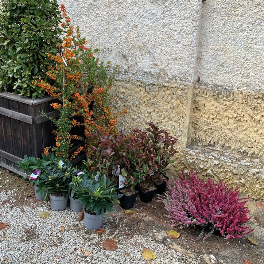 It turn out that the best place to buy inexpensive plants is the supermarket