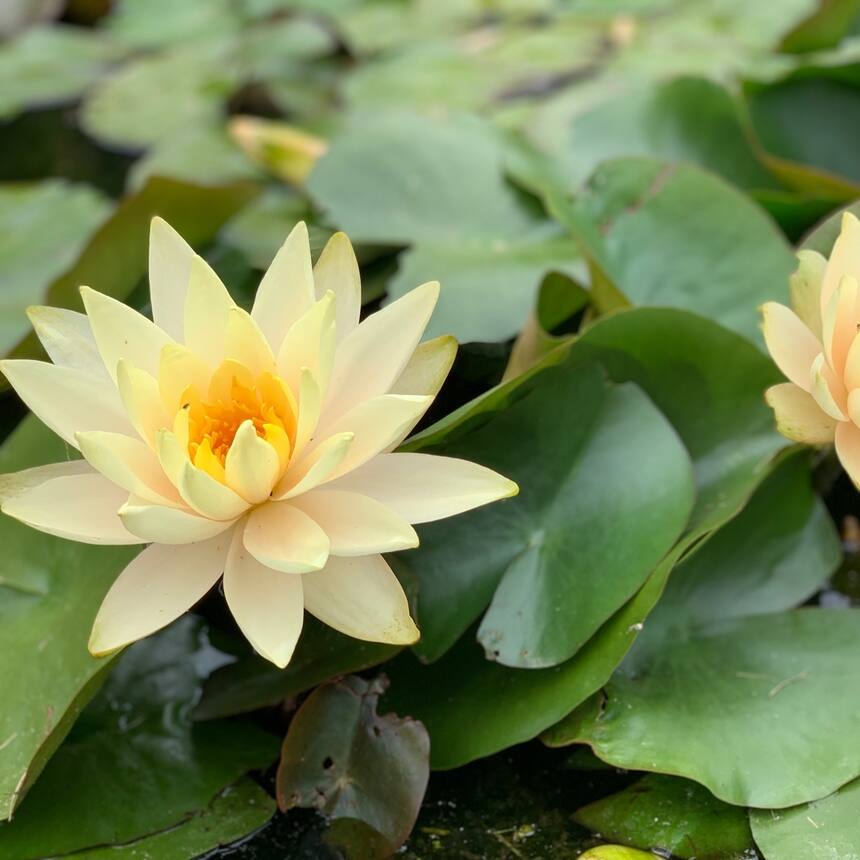 Latour-Marliac water lily cultivation, gardens, and museum in Le Temple-sur-Lot.