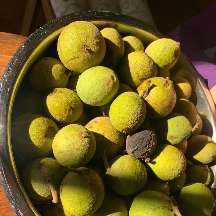 Who knew that fresh walnuts smell like limes!🤯😲😮